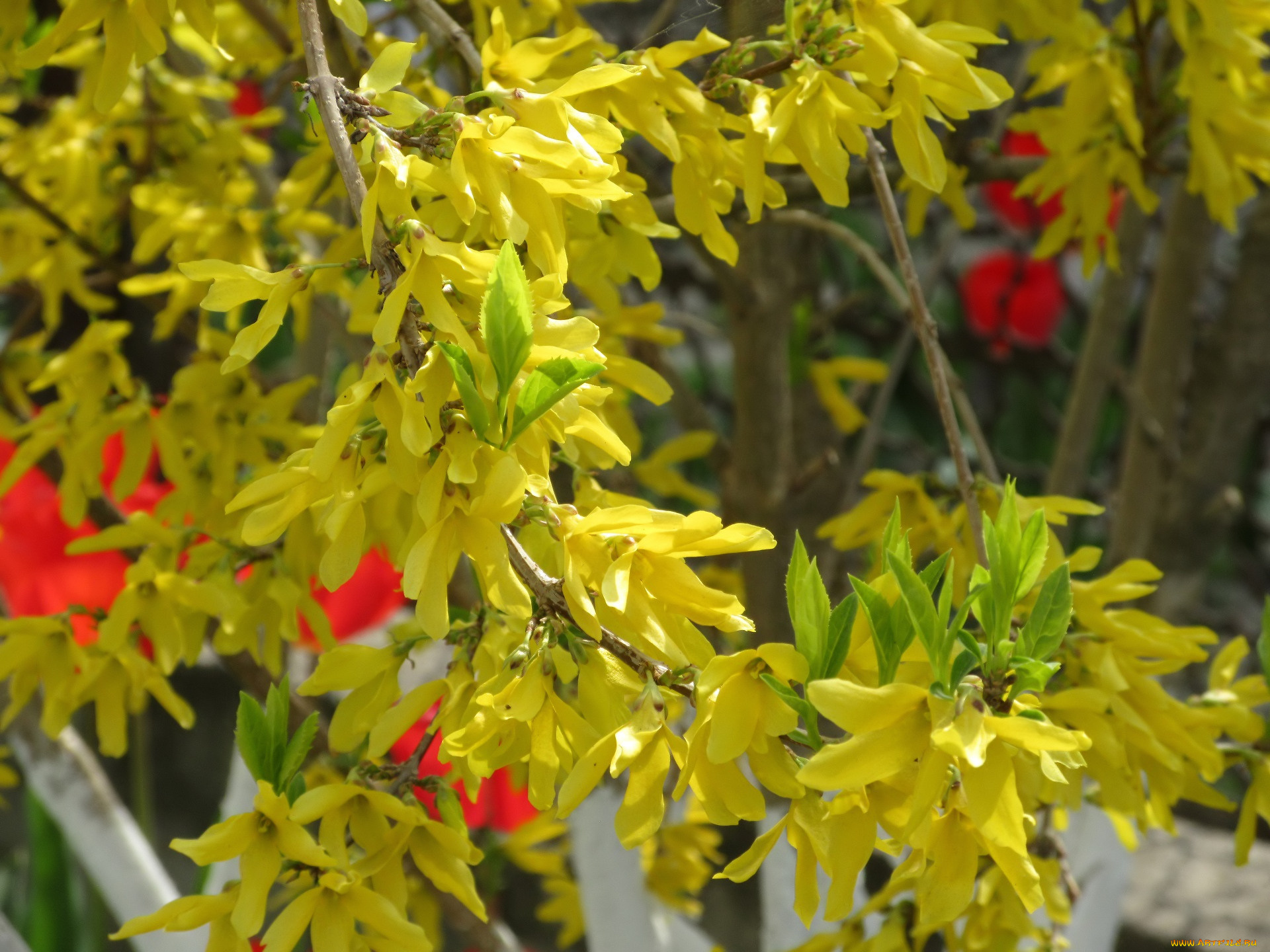 цветы, цветущие, деревья, , , кустарники, весна, 2018