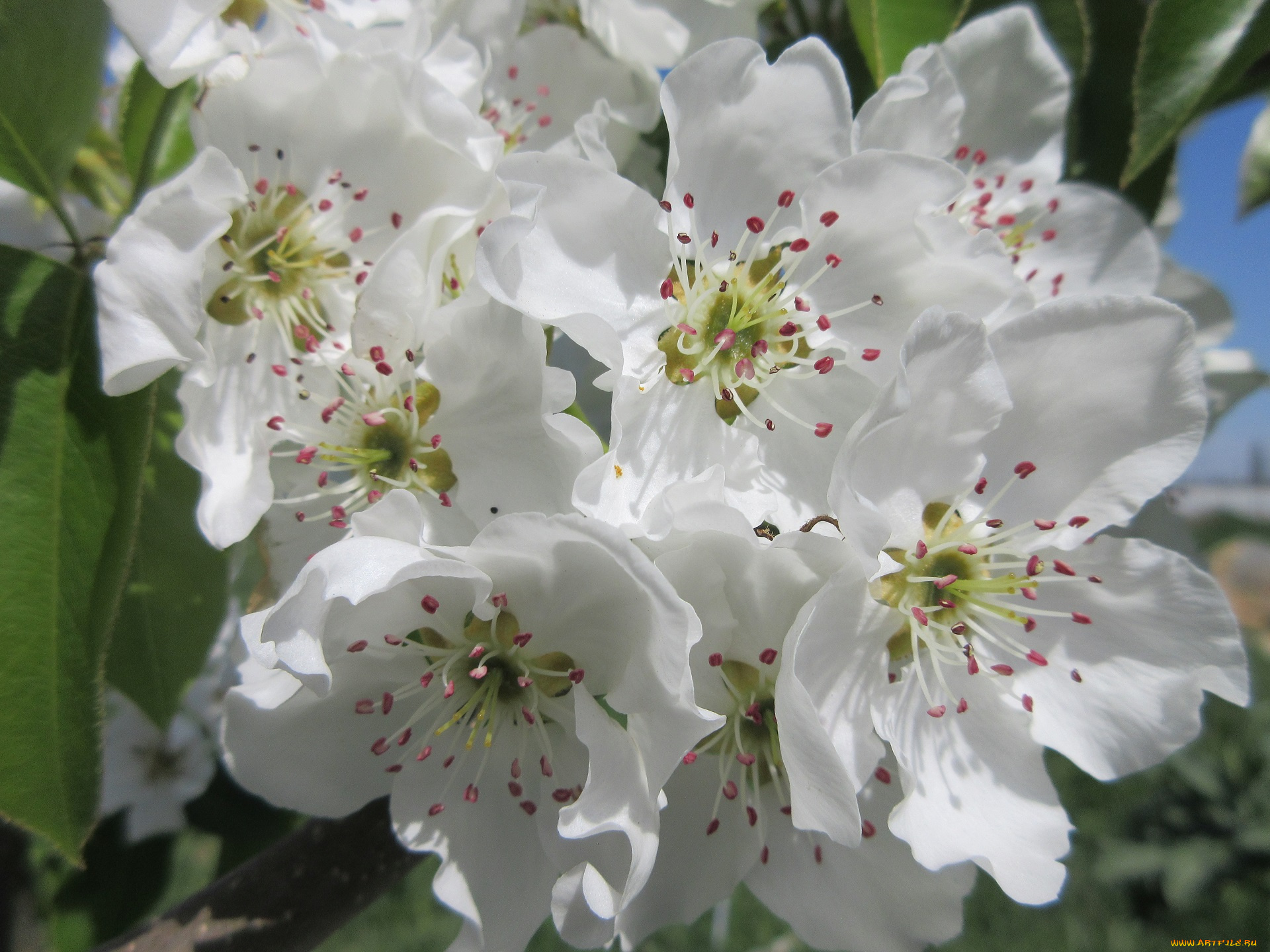 цветы, цветущие, деревья, , , кустарники, весна, 2018