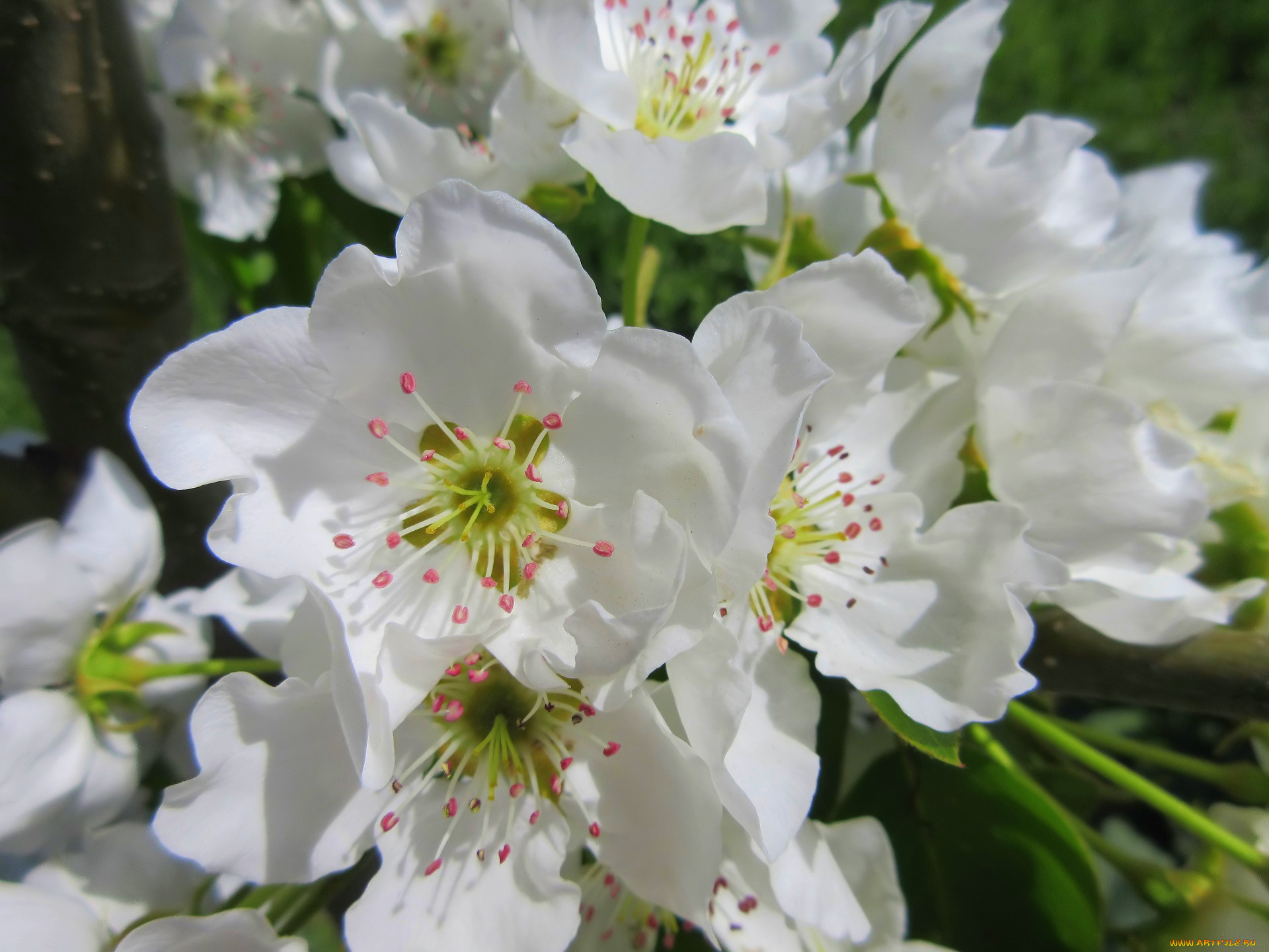 цветы, цветущие, деревья, , , кустарники, весна, 2018