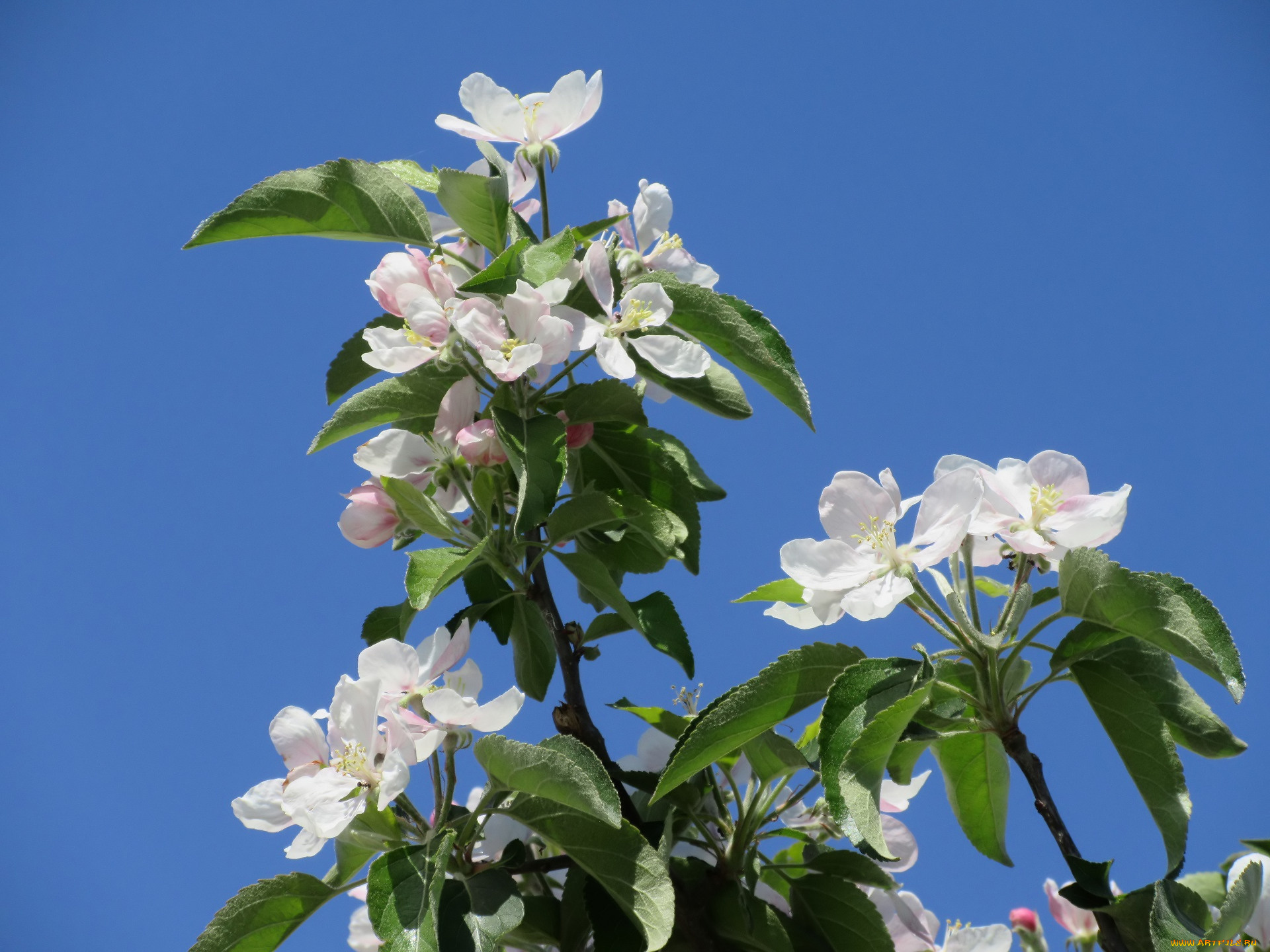 цветы, цветущие, деревья, , , кустарники, весна, 2018