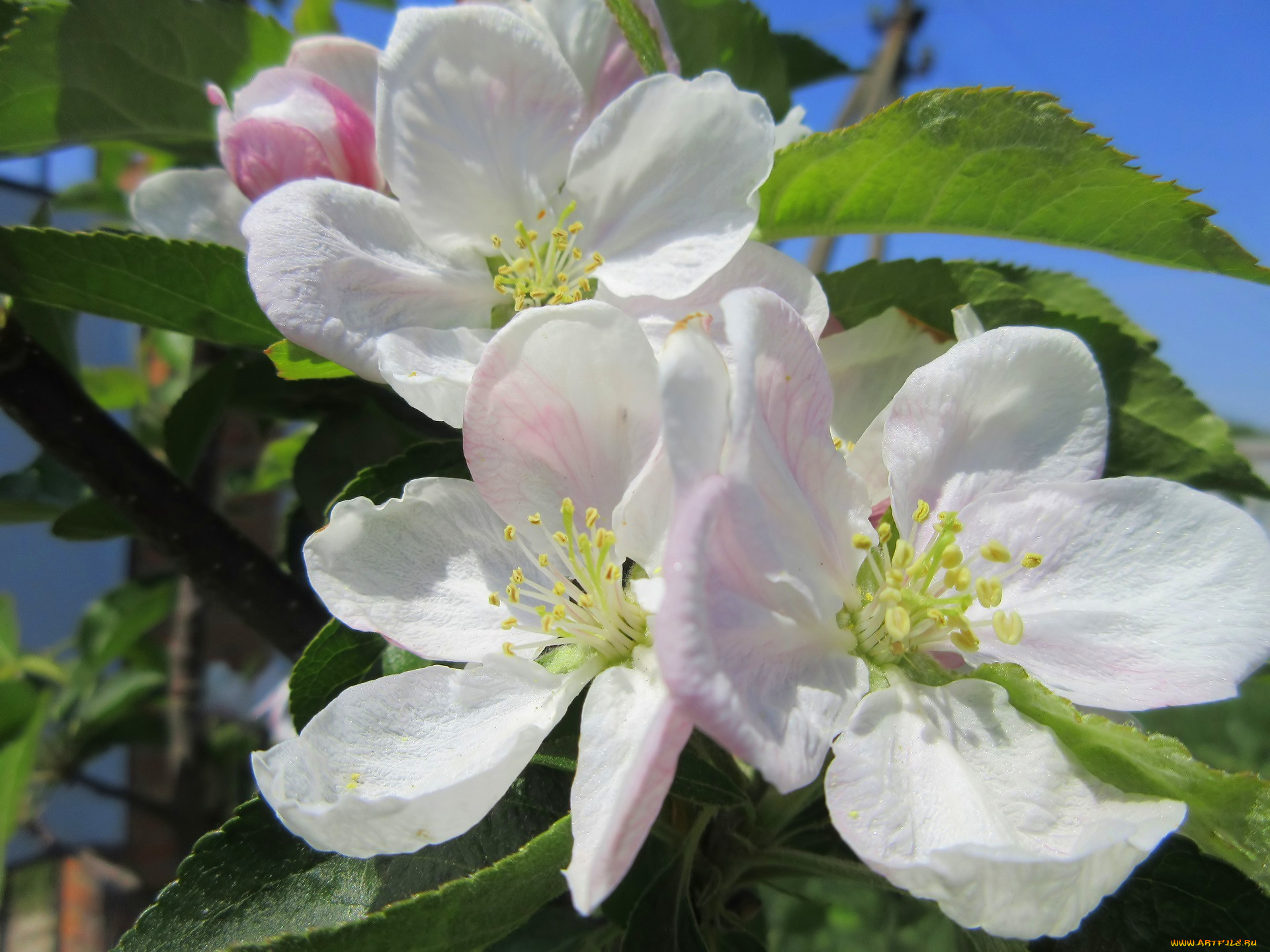 цветы, цветущие, деревья, , , кустарники, весна, 2018