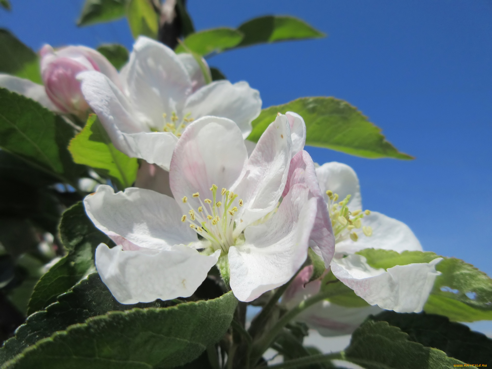 цветы, цветущие, деревья, , , кустарники, весна, 2018