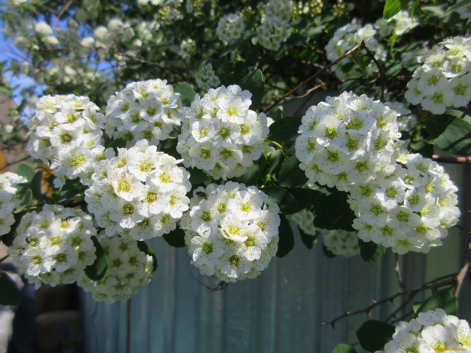 цветы, цветущие, деревья, , , кустарники, весна, 2018