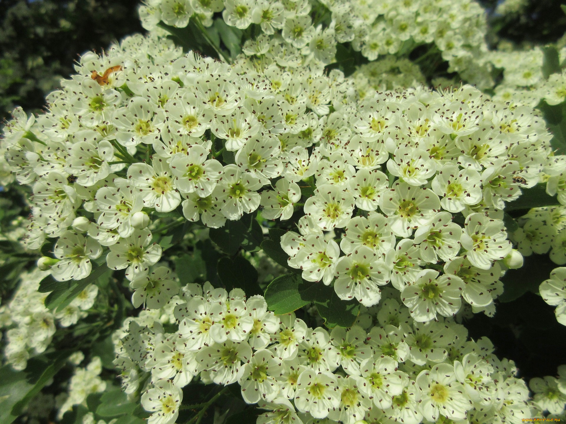 цветы, цветущие, деревья, , , кустарники, весна, 2018