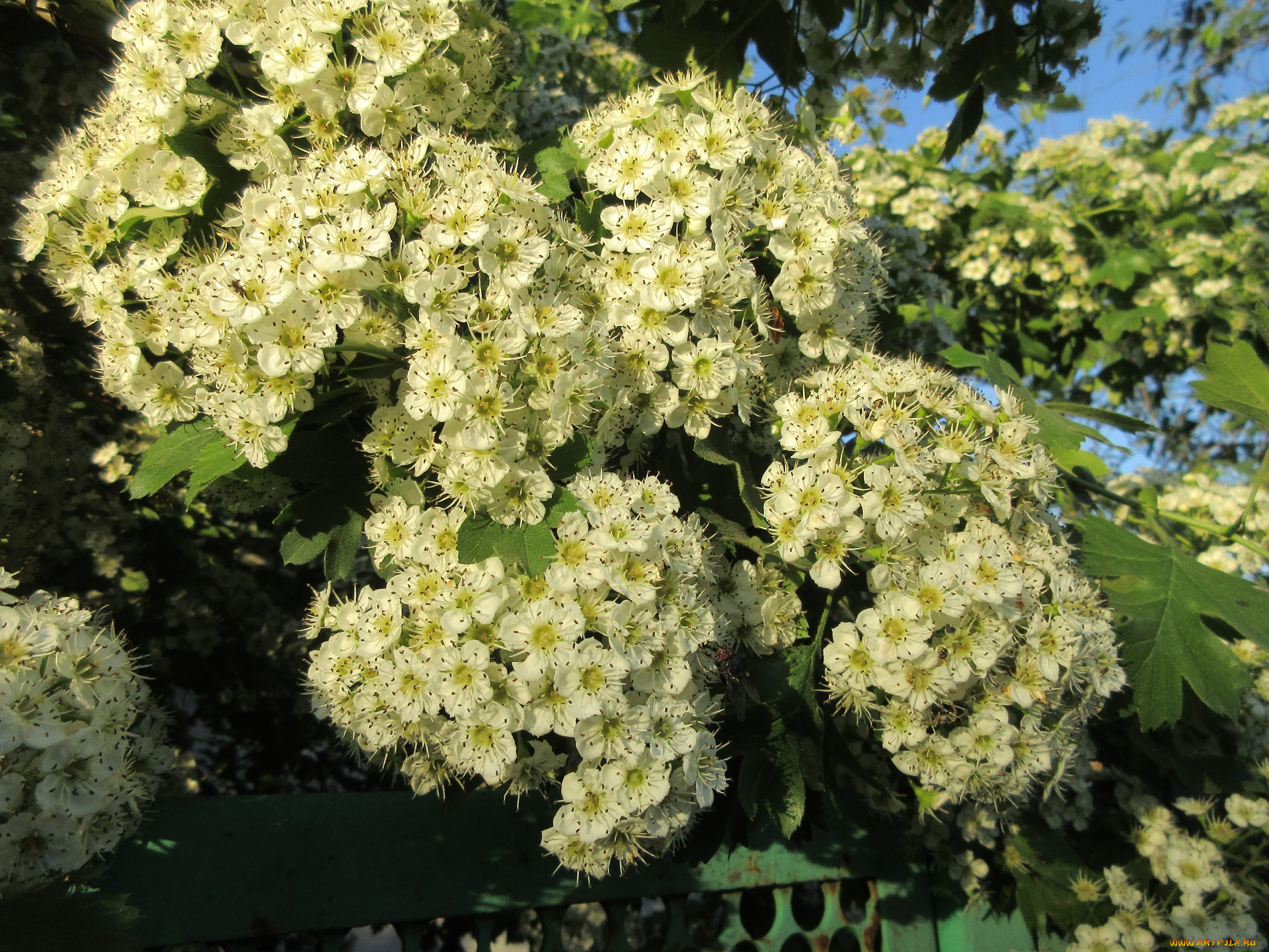 цветы, цветущие, деревья, , , кустарники, весна, 2018