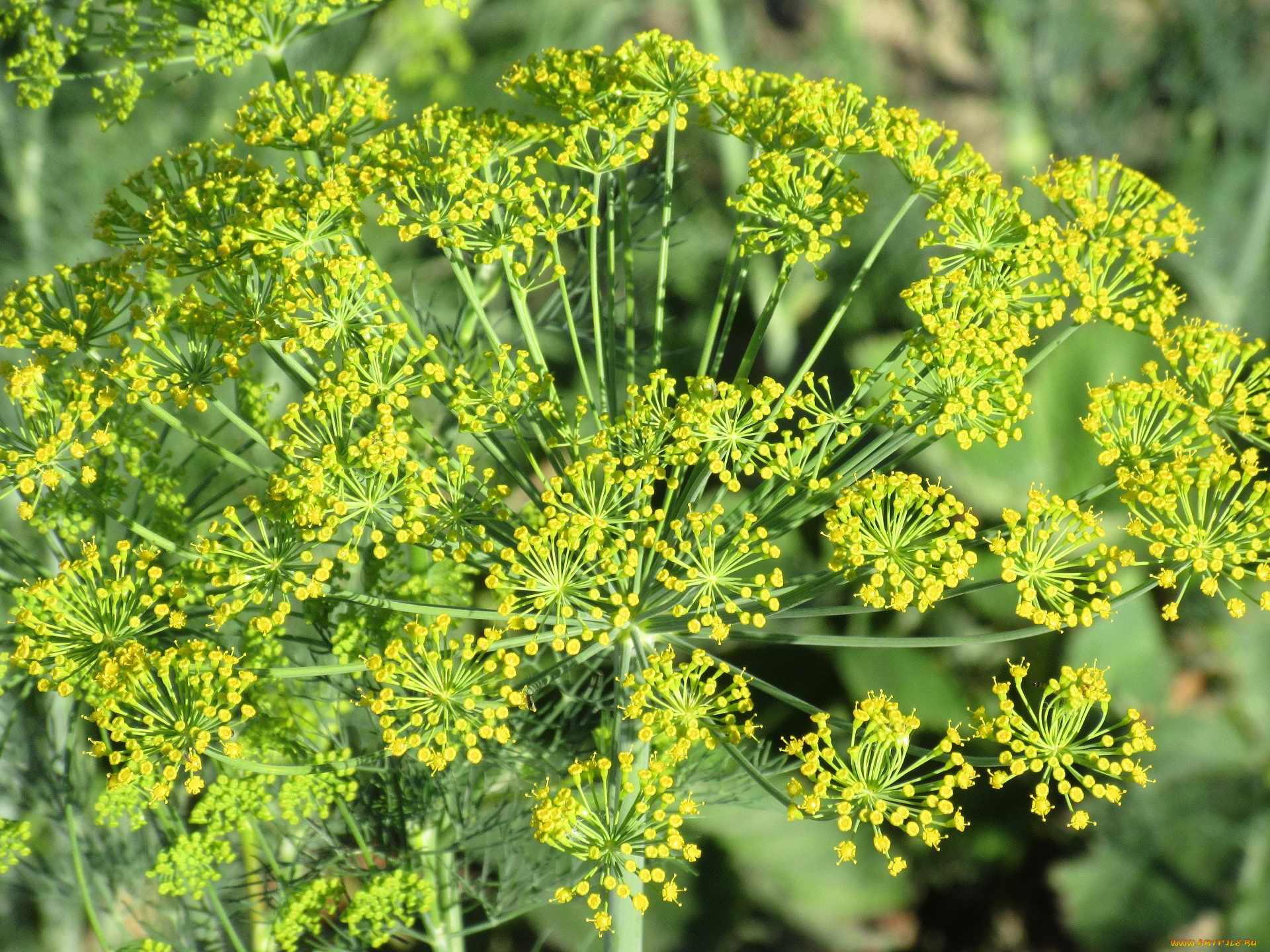 цветы, цветущие, овощи, , ягоды, лето, 2018