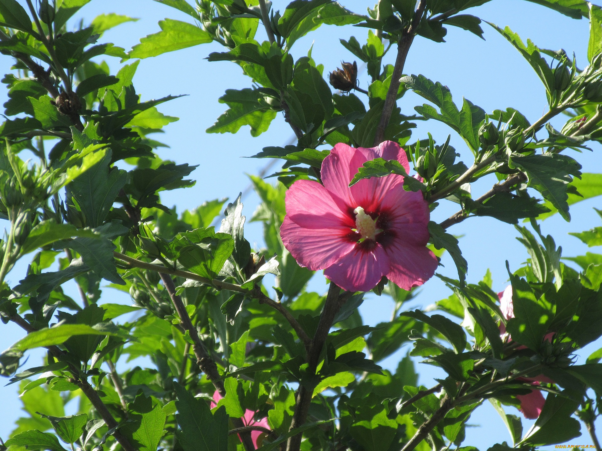 цветы, гибискусы, лето, 2018