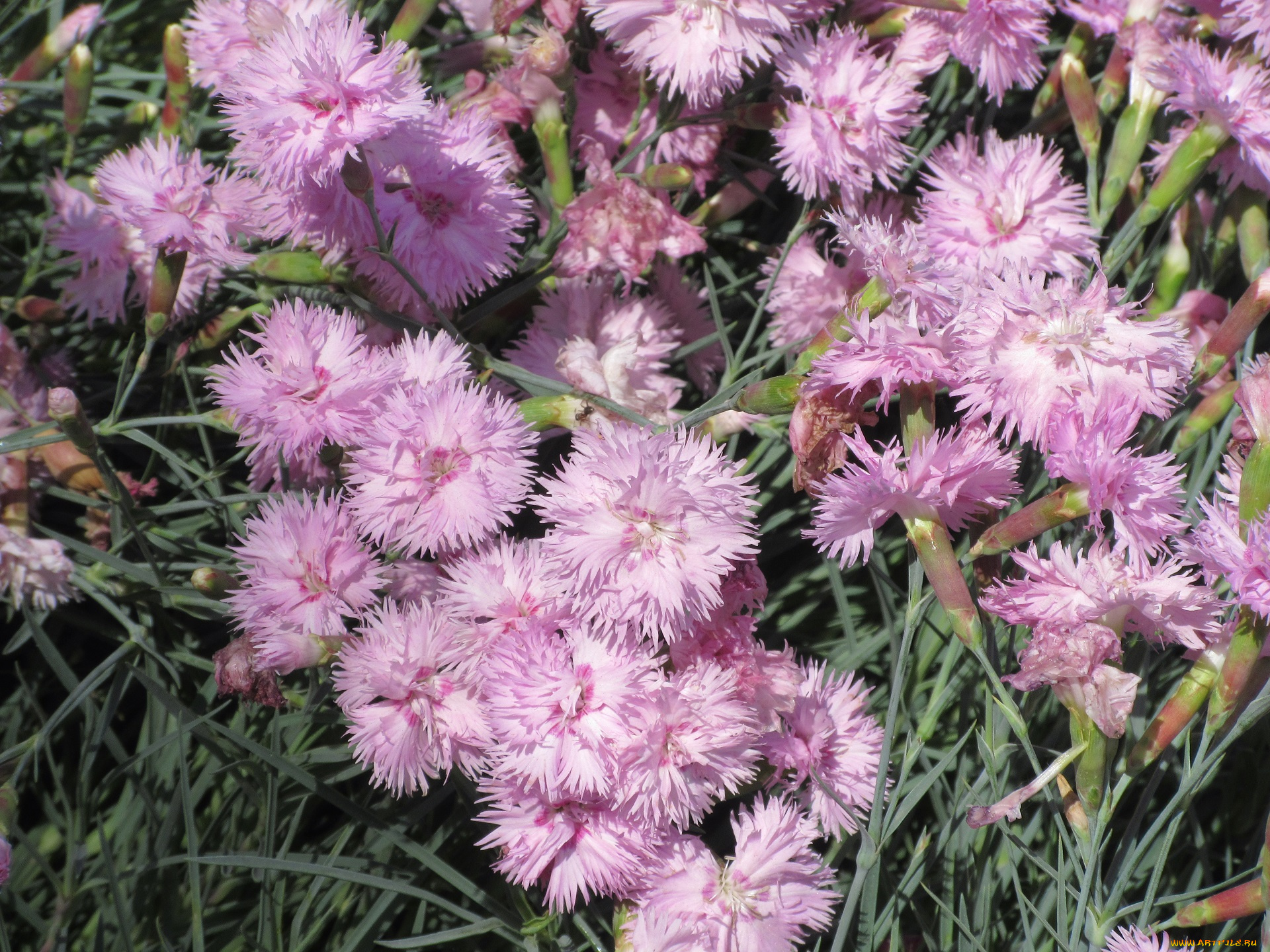 цветы, гвоздики, весна, 2018