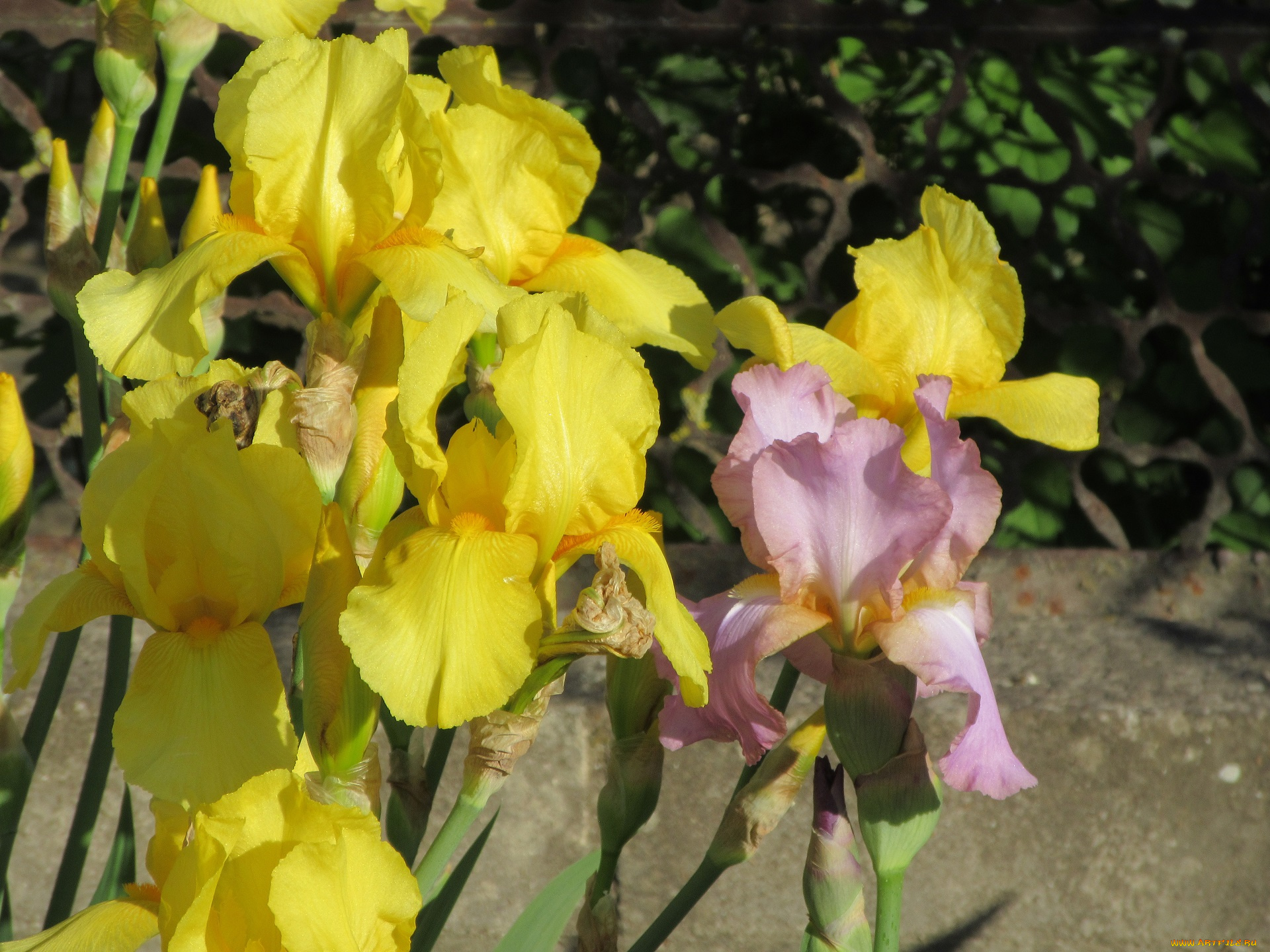 цветы, ирисы, весна, 2018