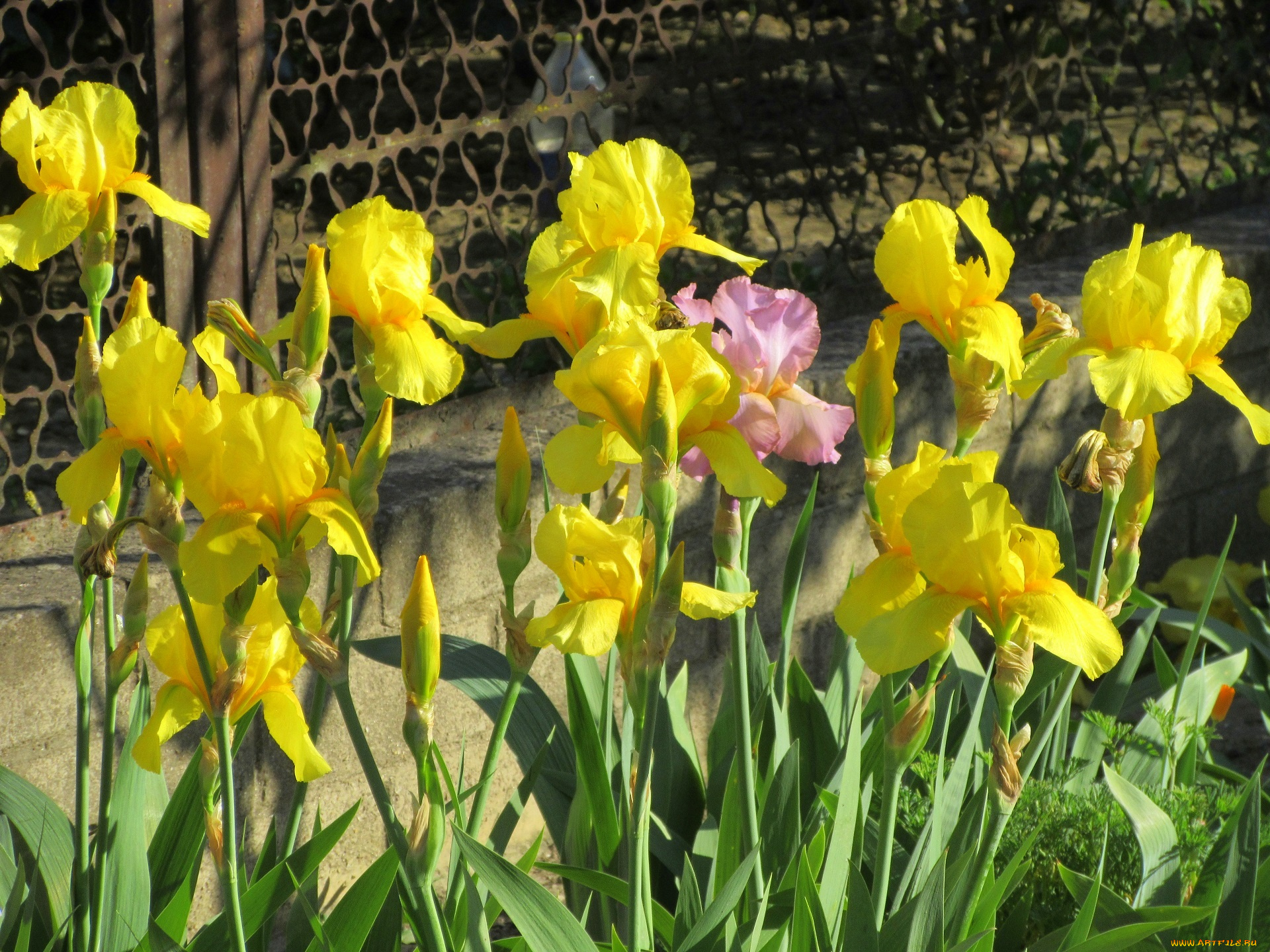 цветы, ирисы, весна, 2018