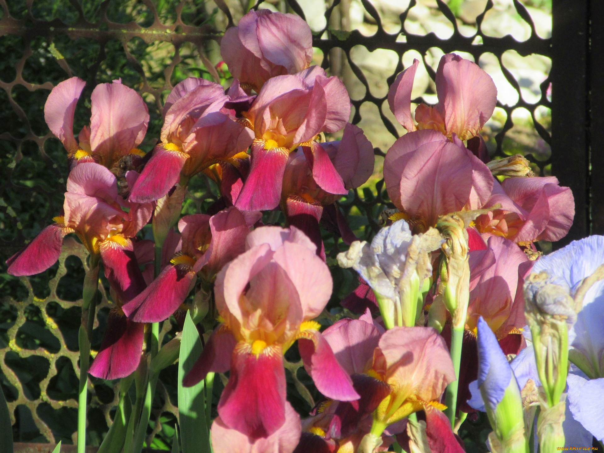 цветы, ирисы, весна, 2018