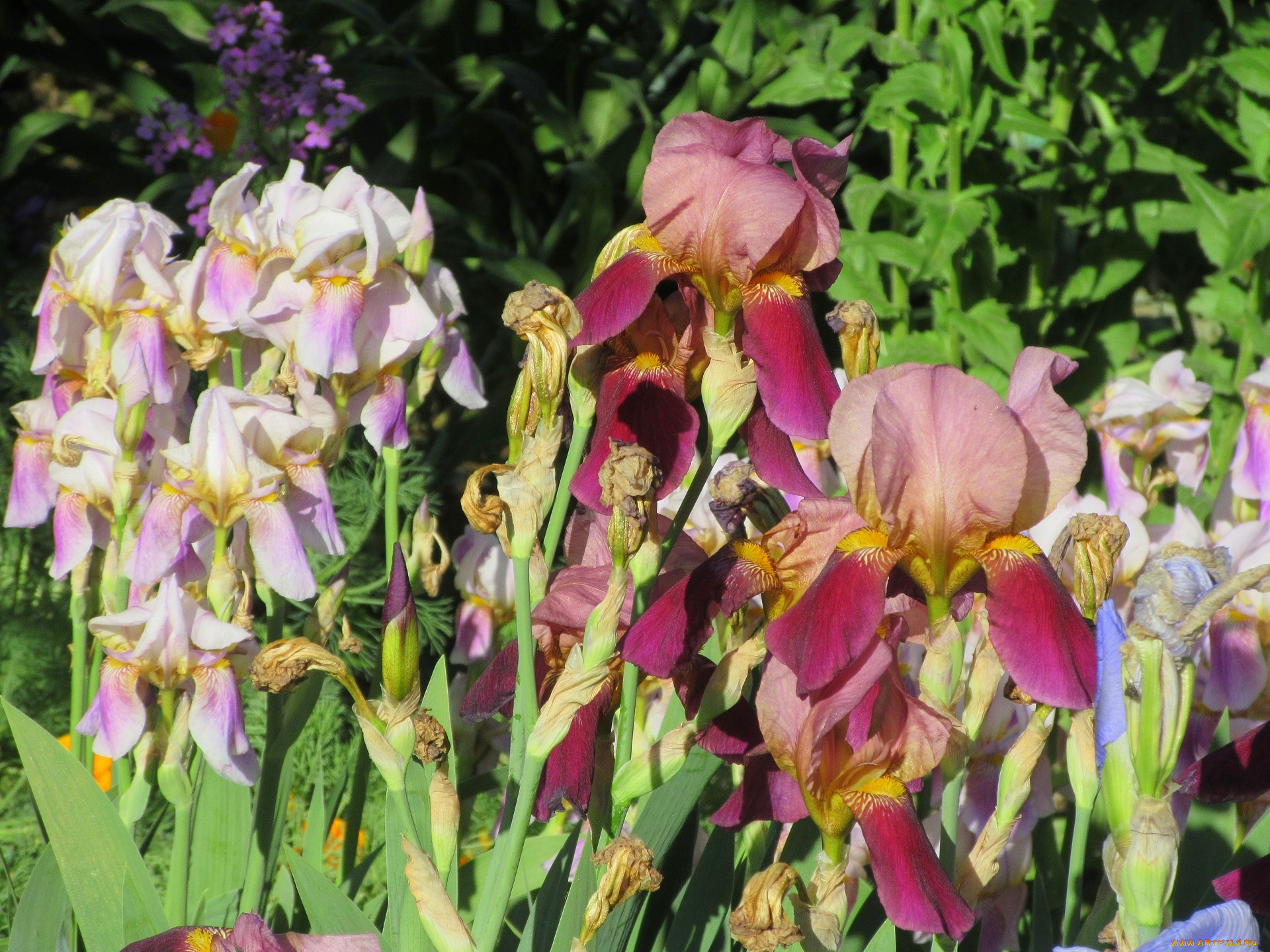 цветы, ирисы, весна, 2018