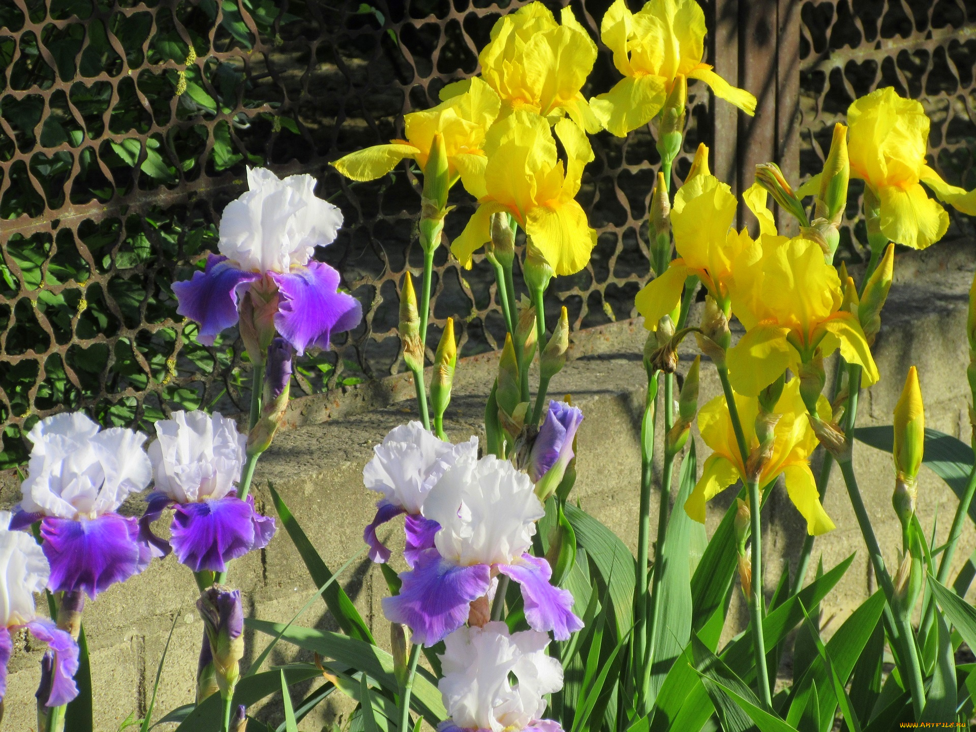 цветы, ирисы, весна, 2018