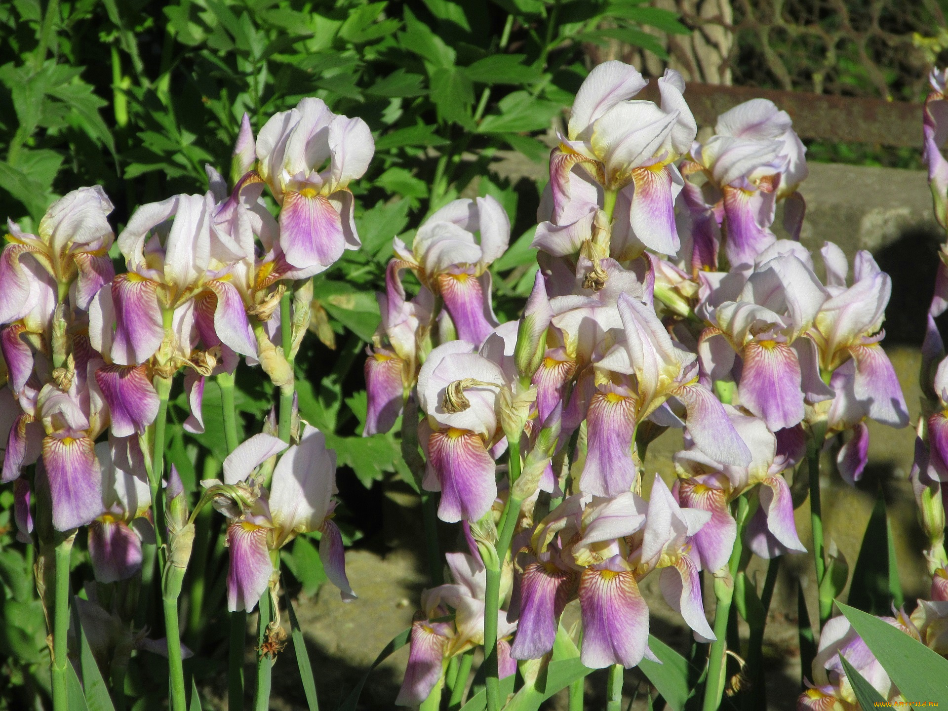 цветы, ирисы, весна, 2018