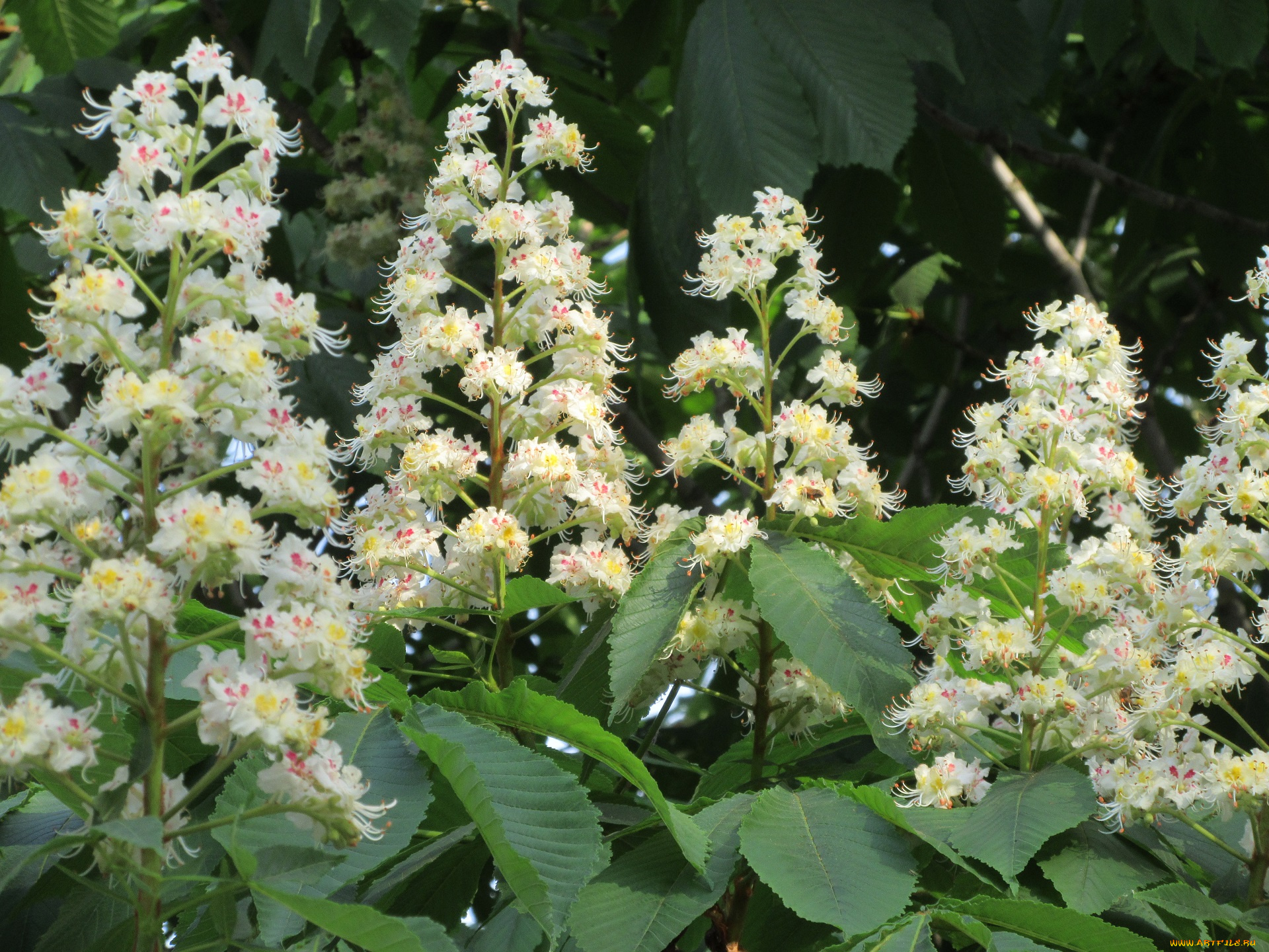 цветы, каштаны, весна, 2018