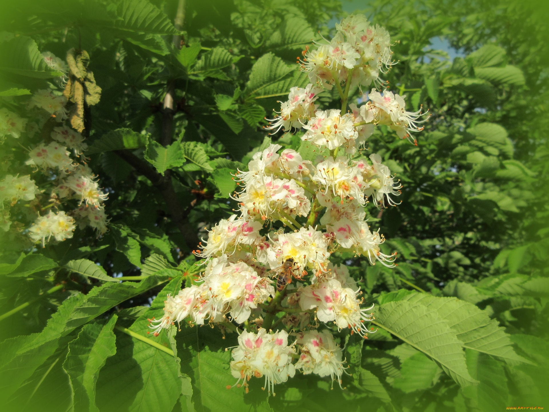 цветы, каштаны, весна, 2018