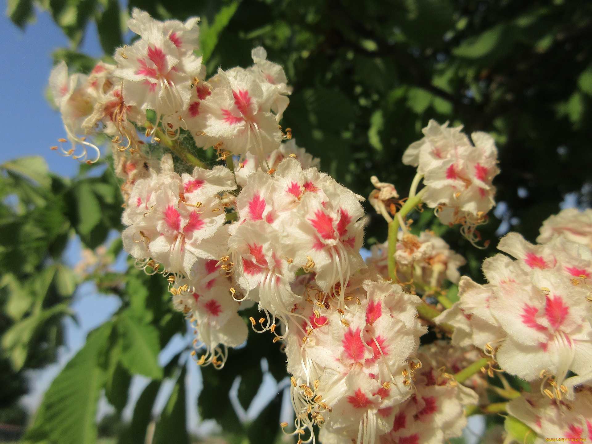 цветы, каштаны, весна, 2018