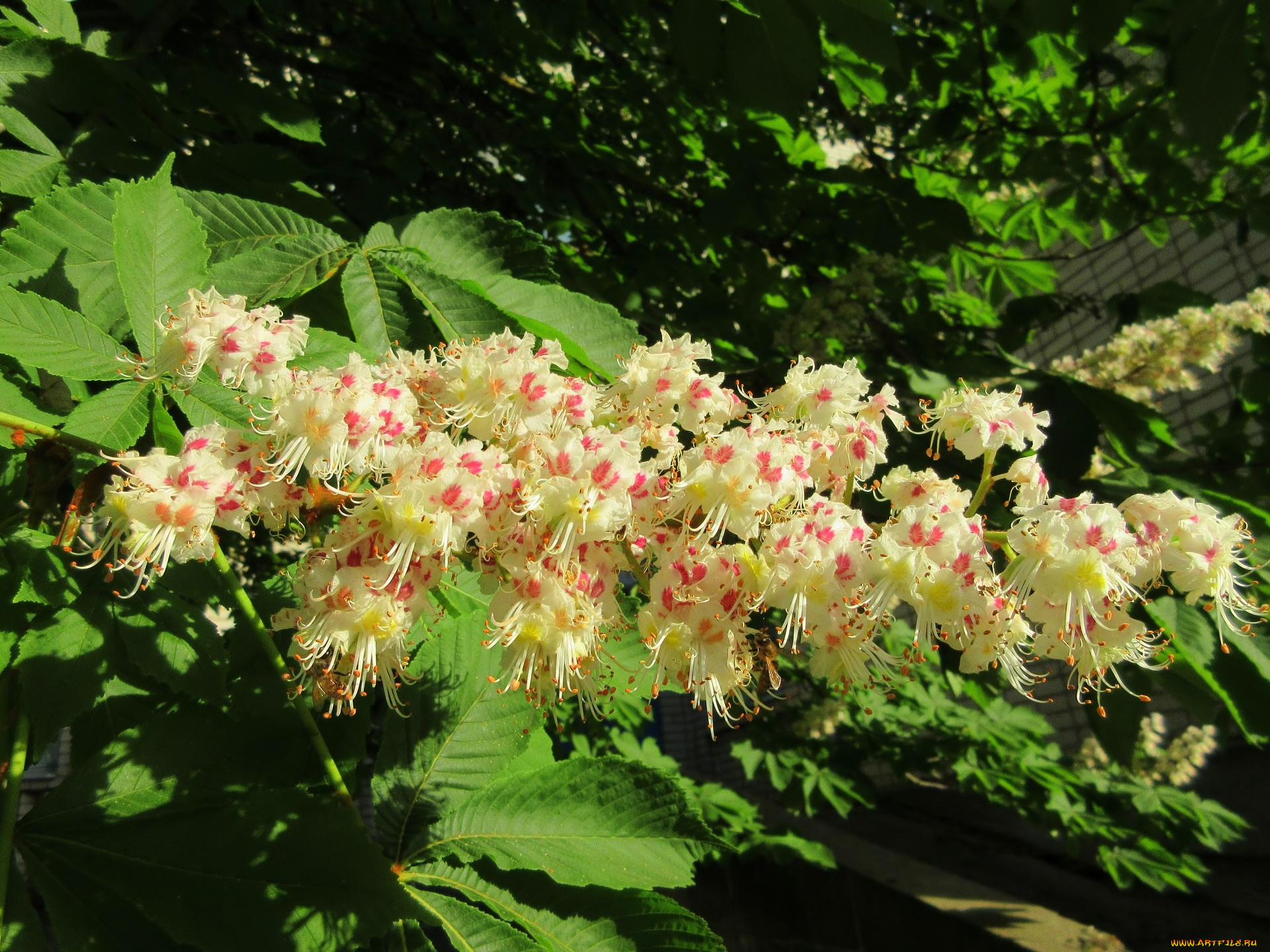 цветы, каштаны, весна, 2018