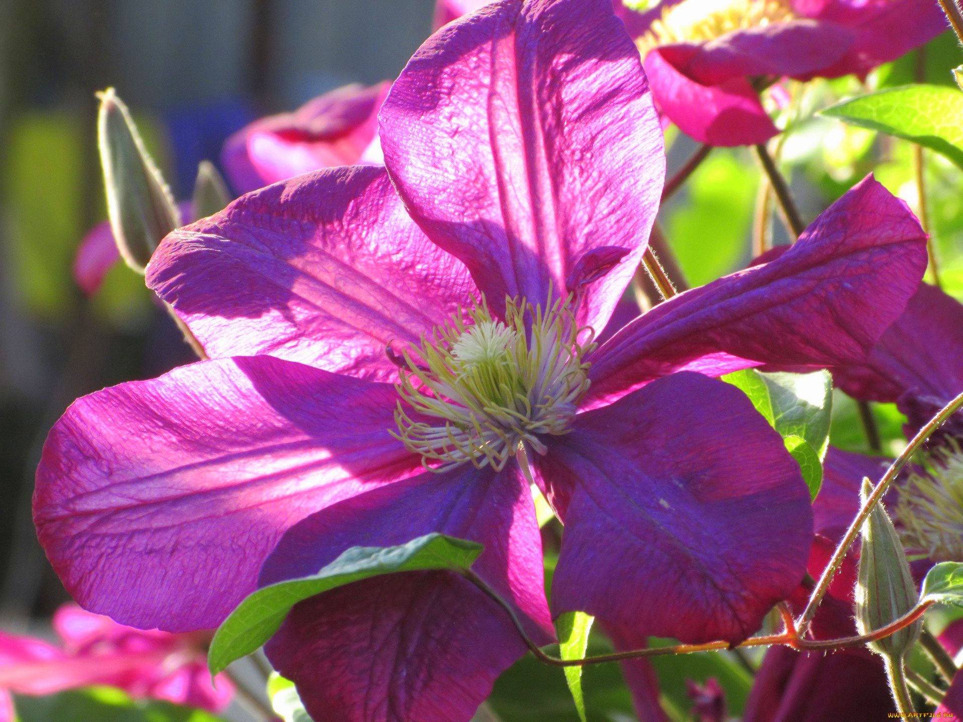 цветы, клематис, , ломонос, весна, 2018