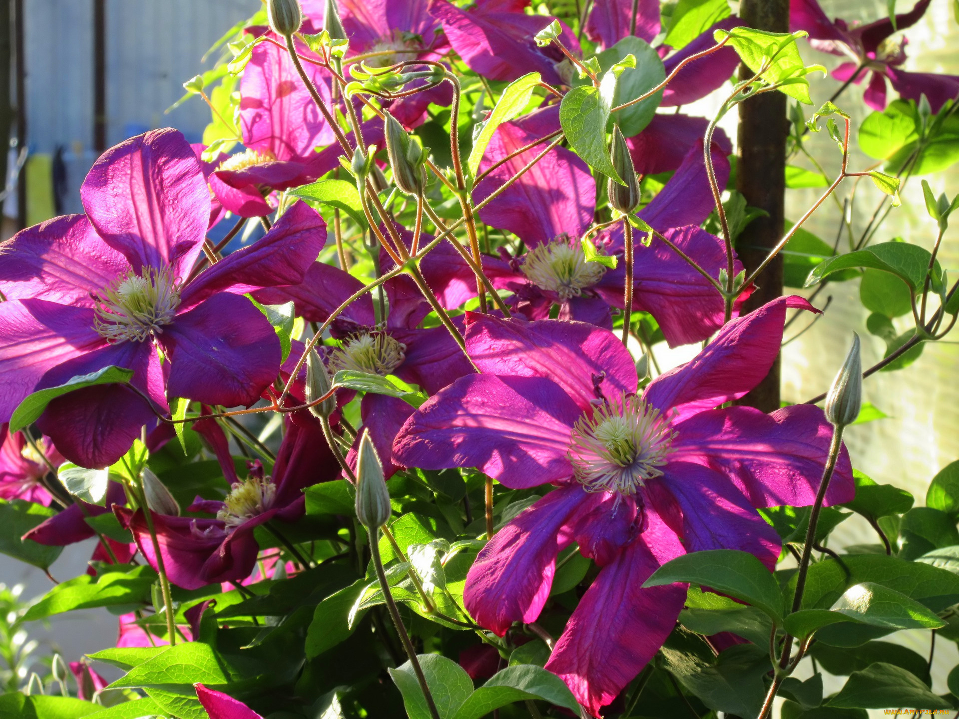 цветы, клематис, , ломонос, весна, 2018