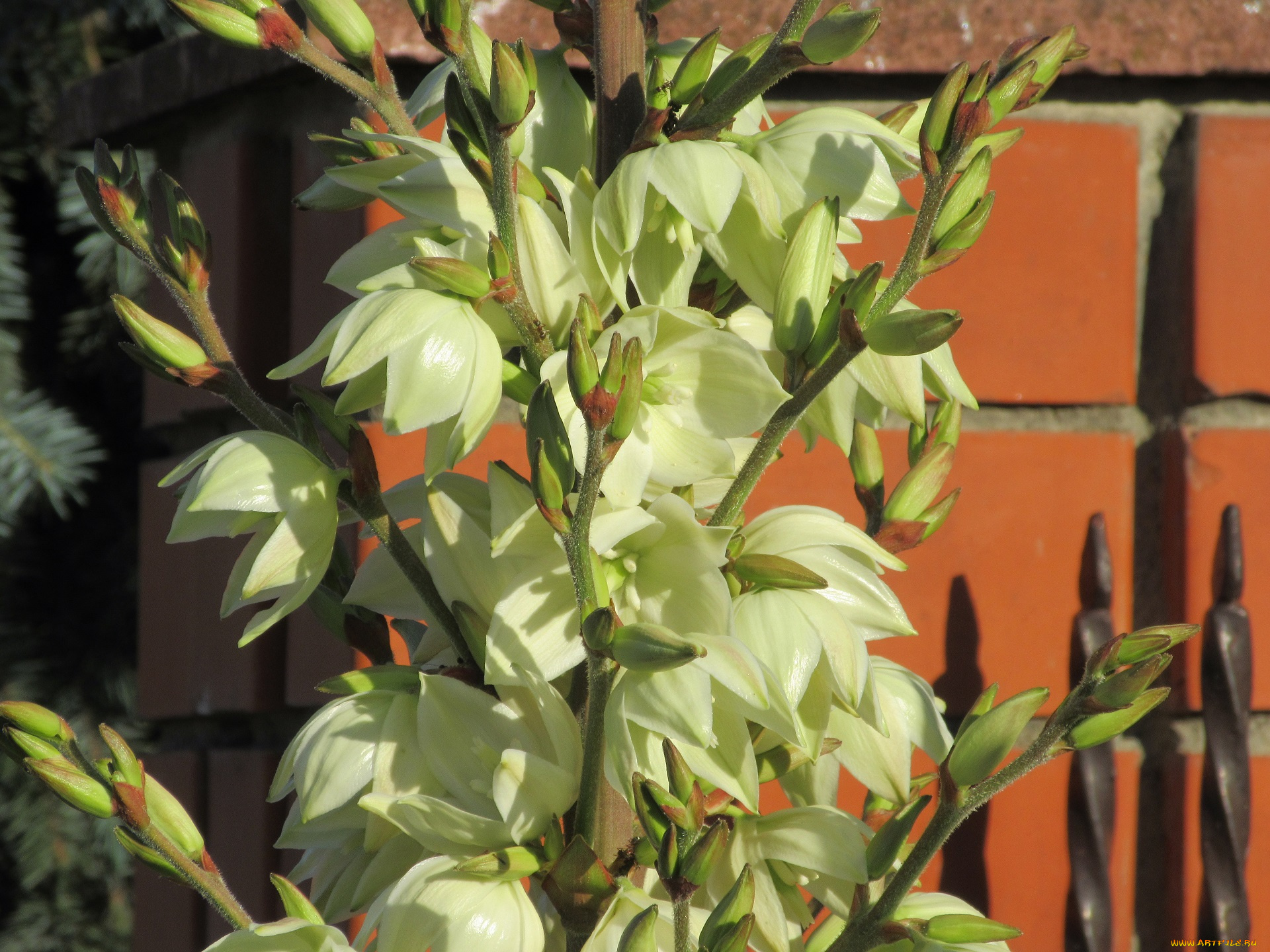 цветы, лето, 2018