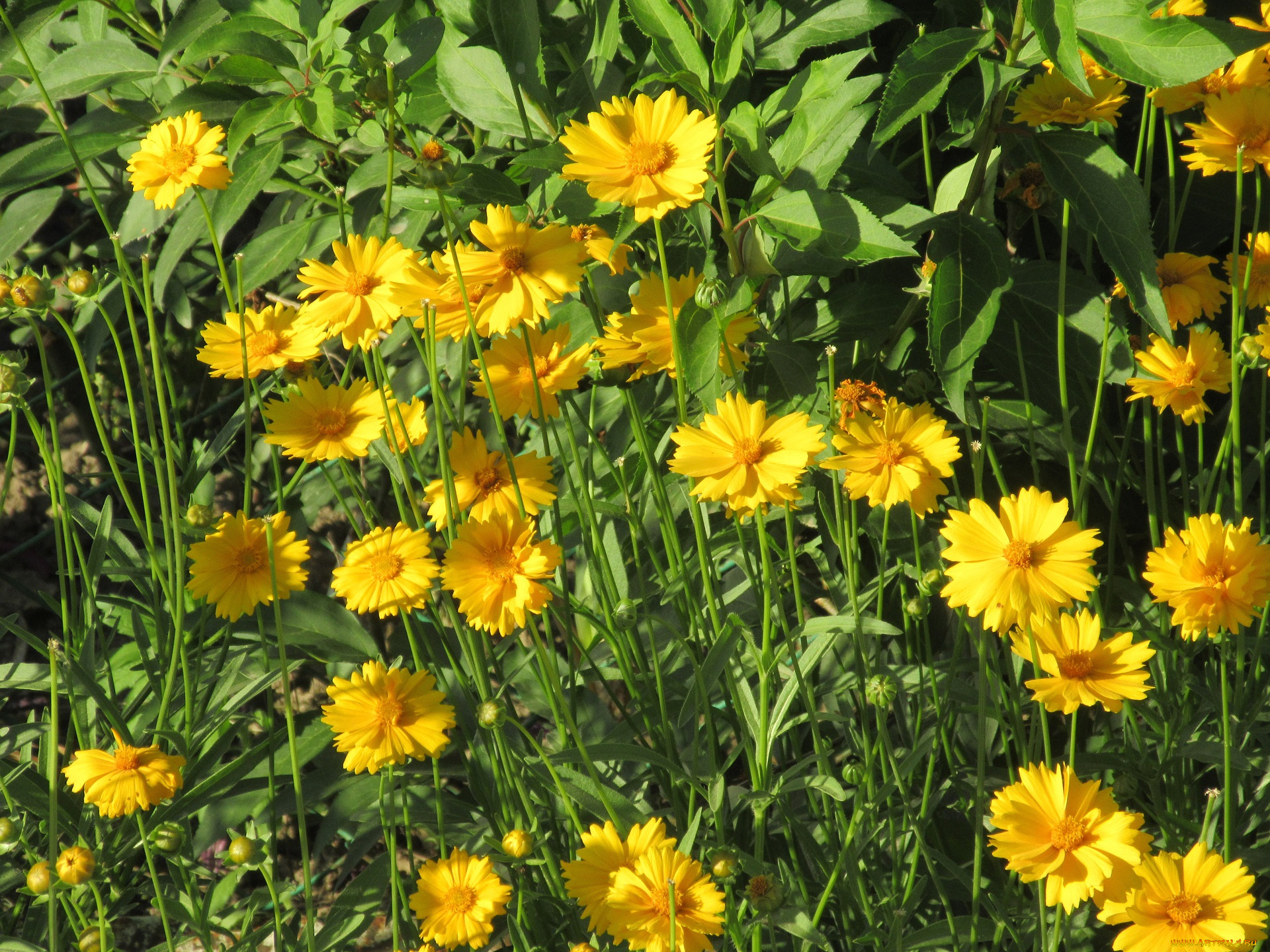 цветы, лето, 2018