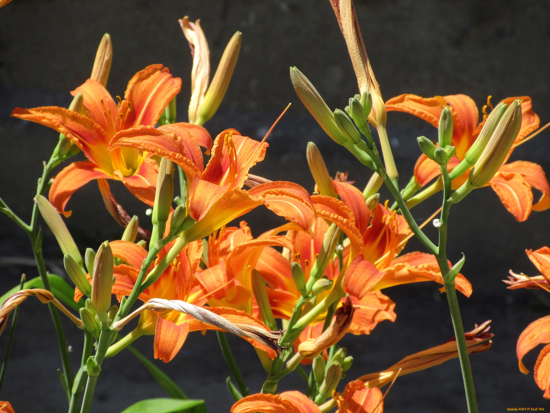 цветы, лилии, , лилейники, лето, 2018