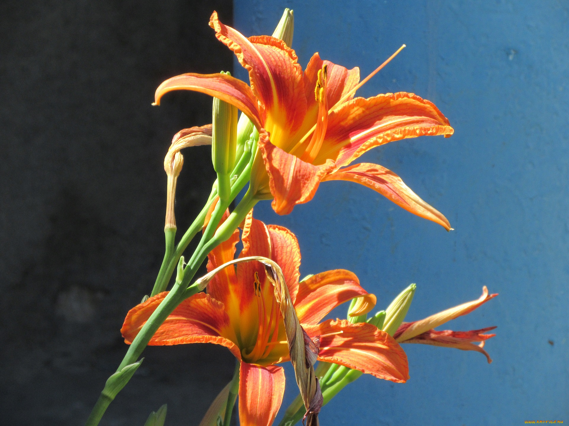 цветы, лилии, , лилейники, лето, 2018