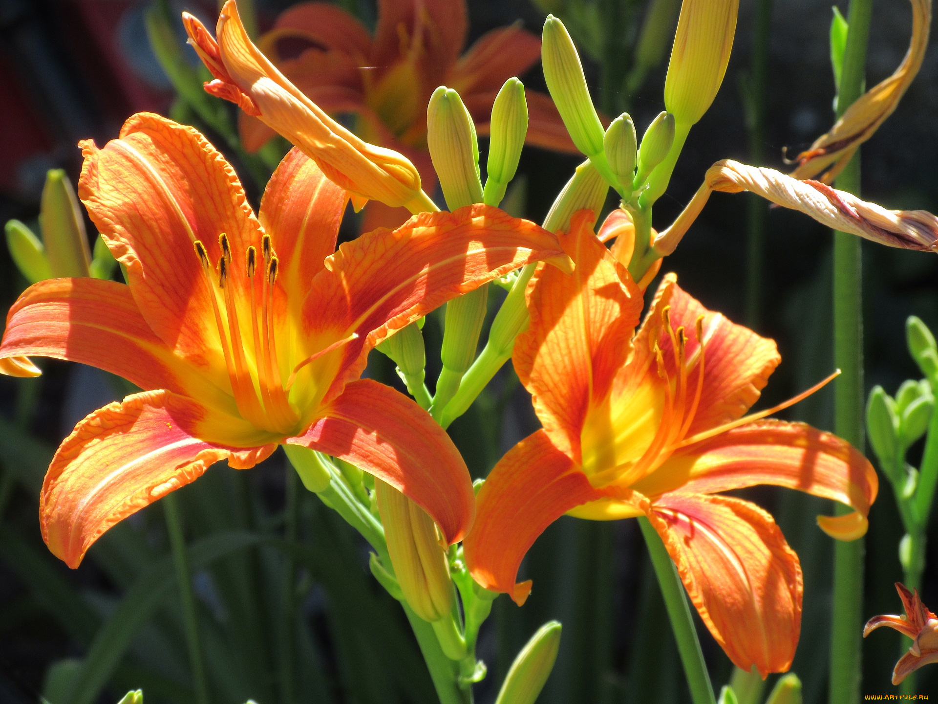 цветы, лилии, , лилейники, лето, 2018