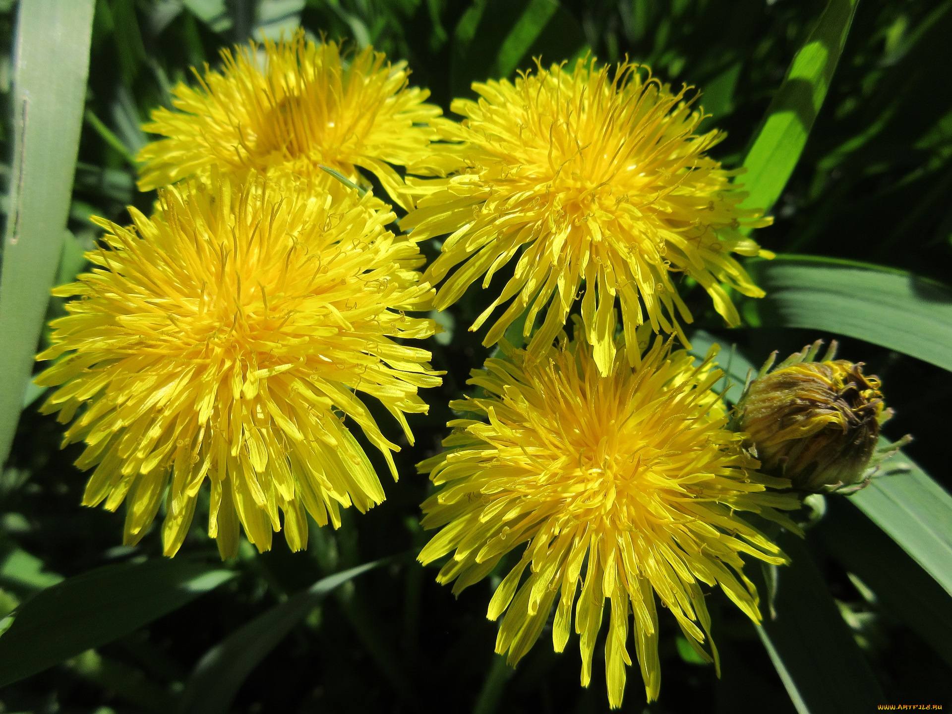 цветы, одуванчики, весна, 2018