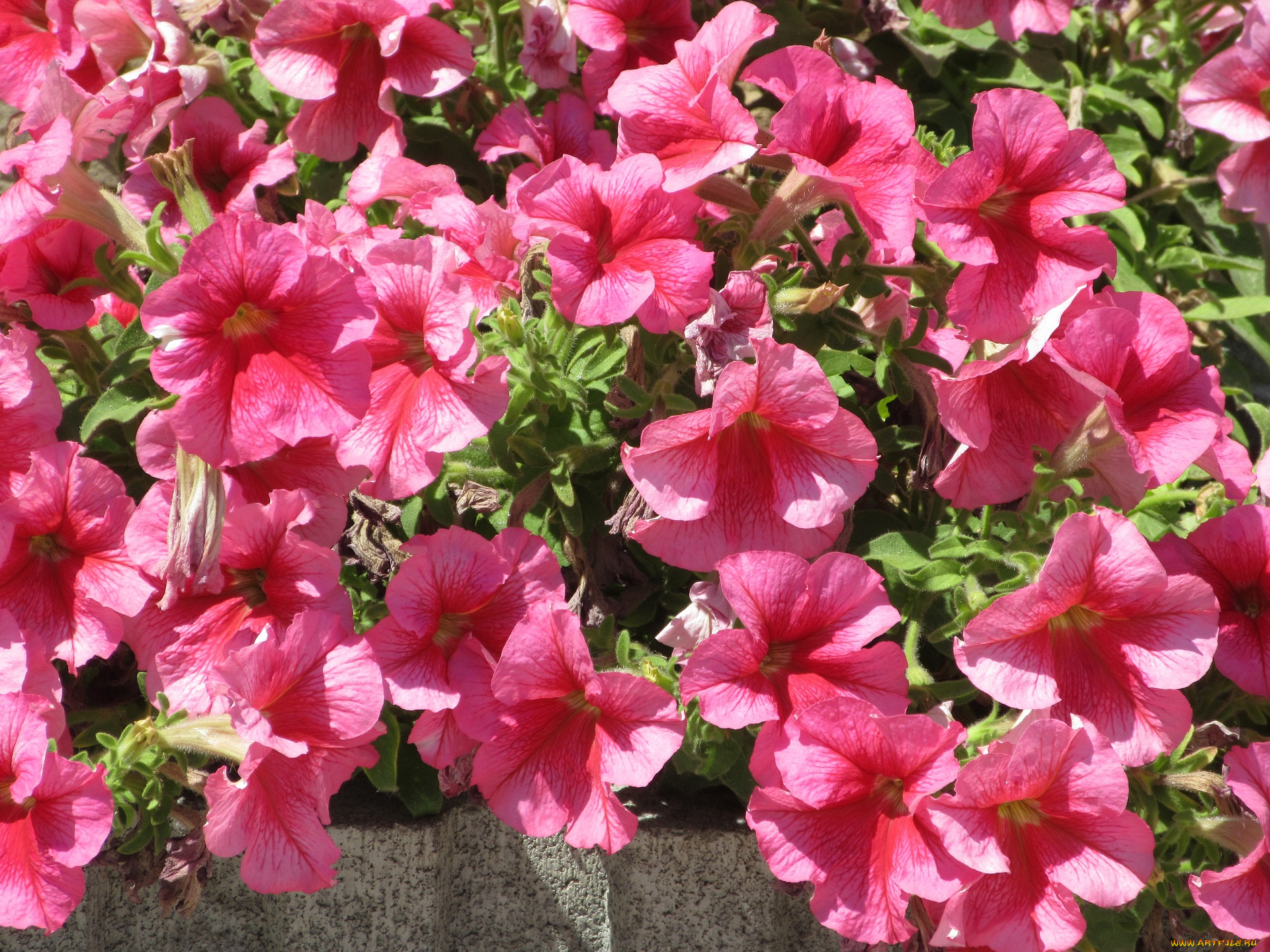 цветы, петунии, , калибрахоа, лето, 2018