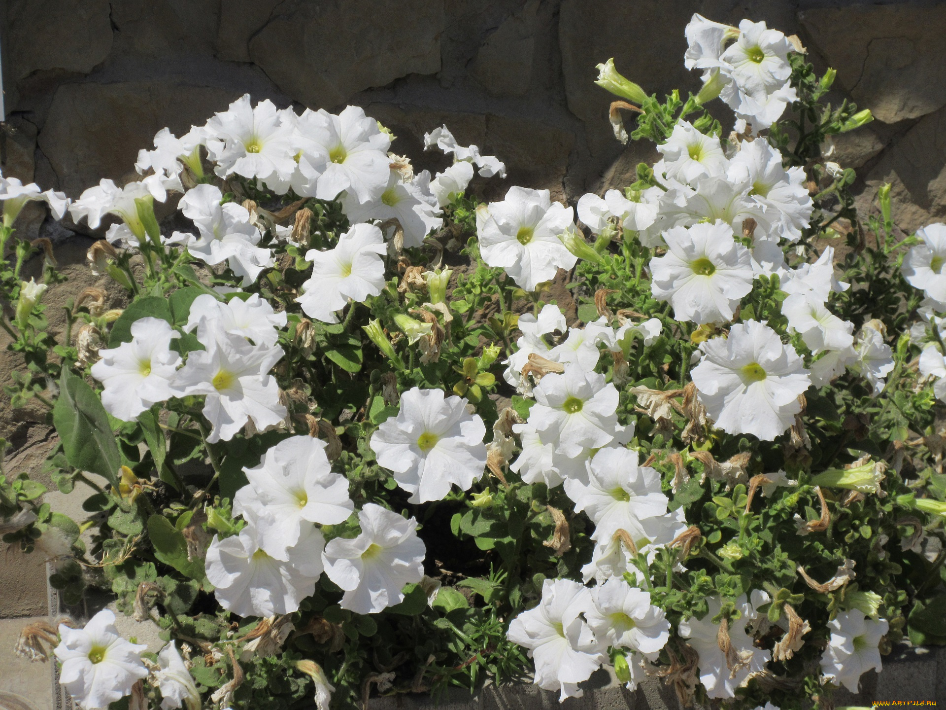 цветы, петунии, , калибрахоа, лето, 2018