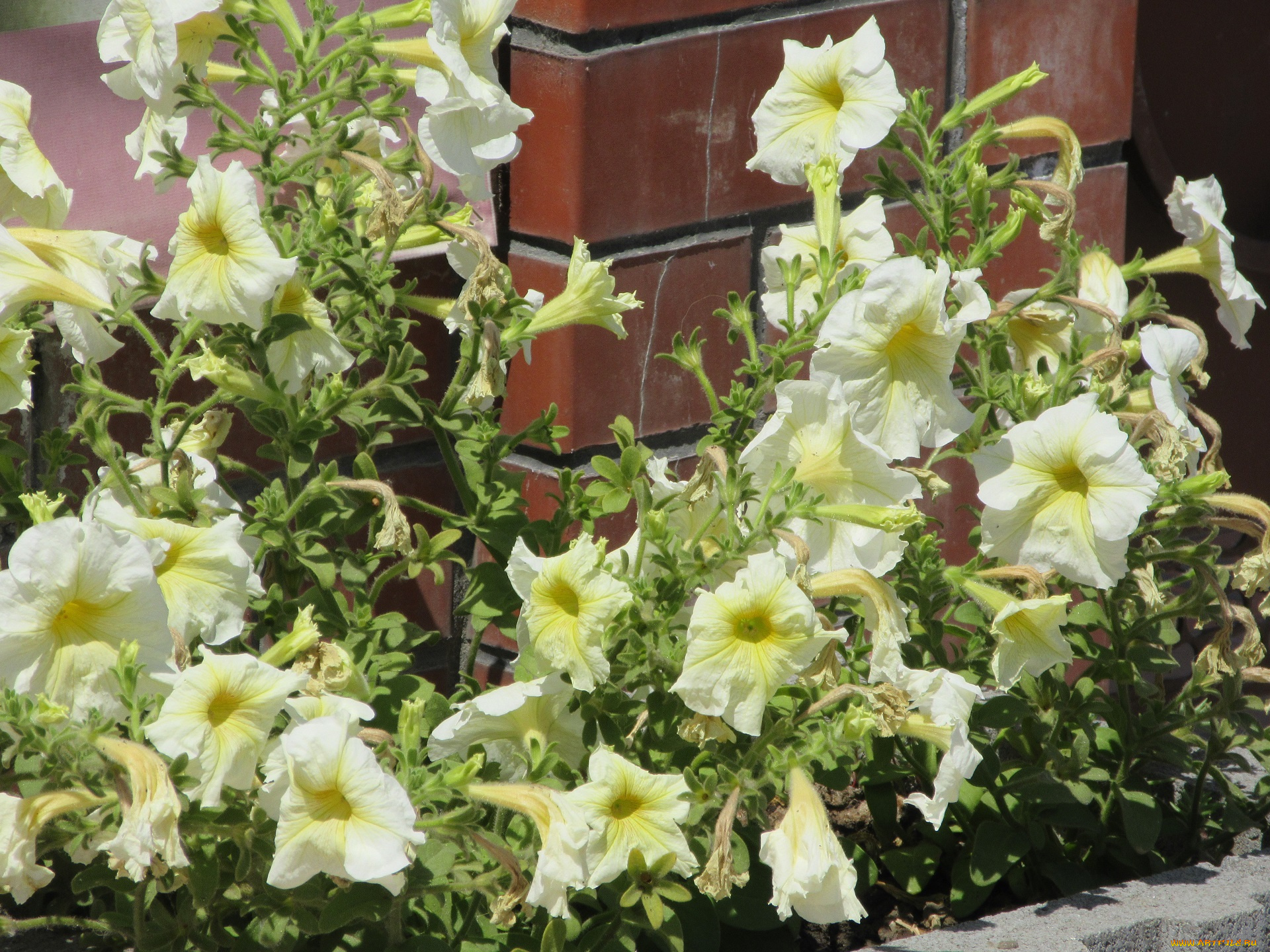 цветы, петунии, , калибрахоа, лето, 2018