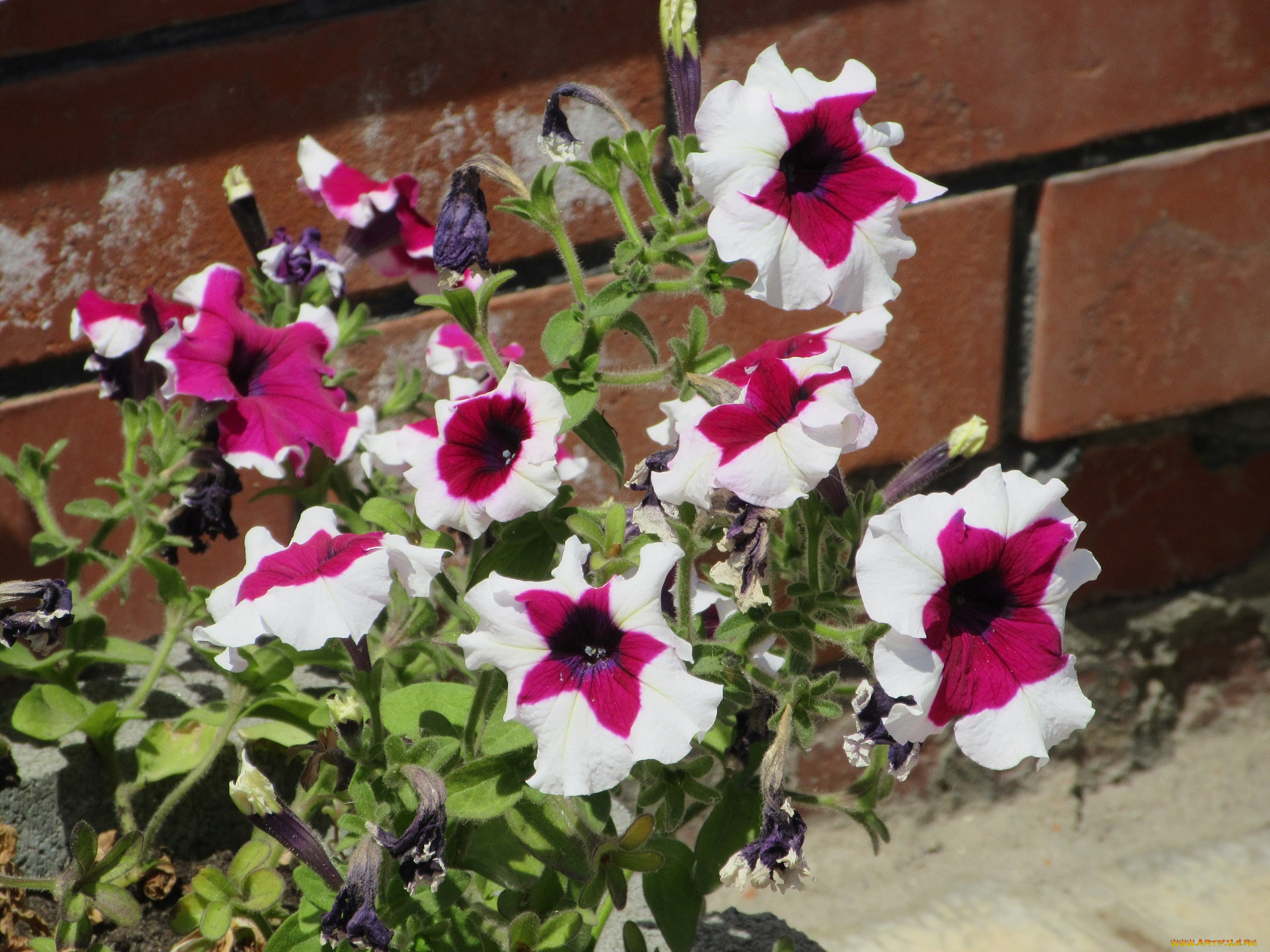 цветы, петунии, , калибрахоа, лето, 2018