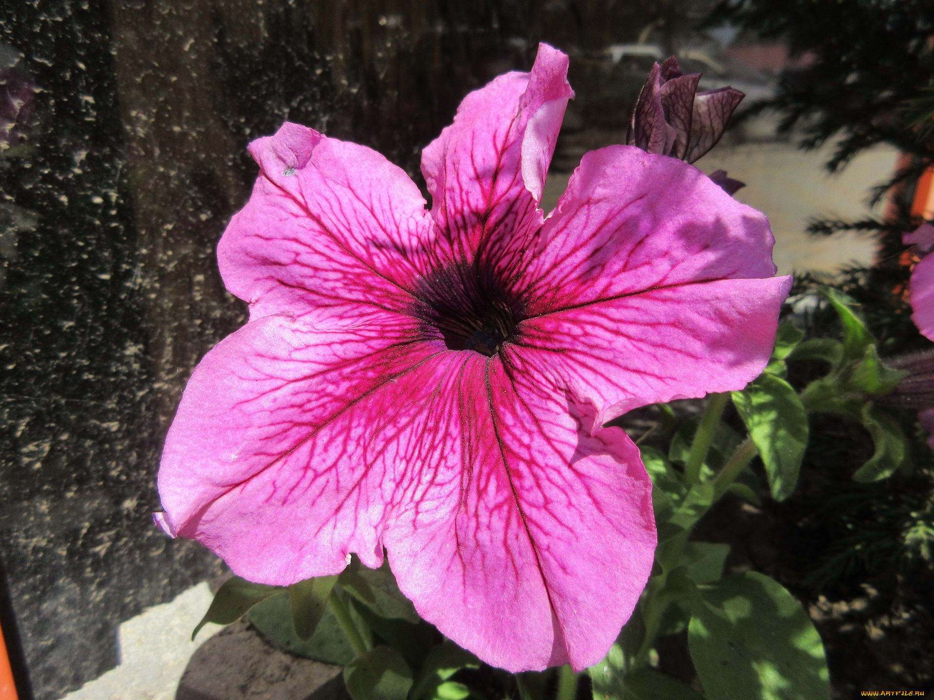 цветы, петунии, , калибрахоа, весна, 2018