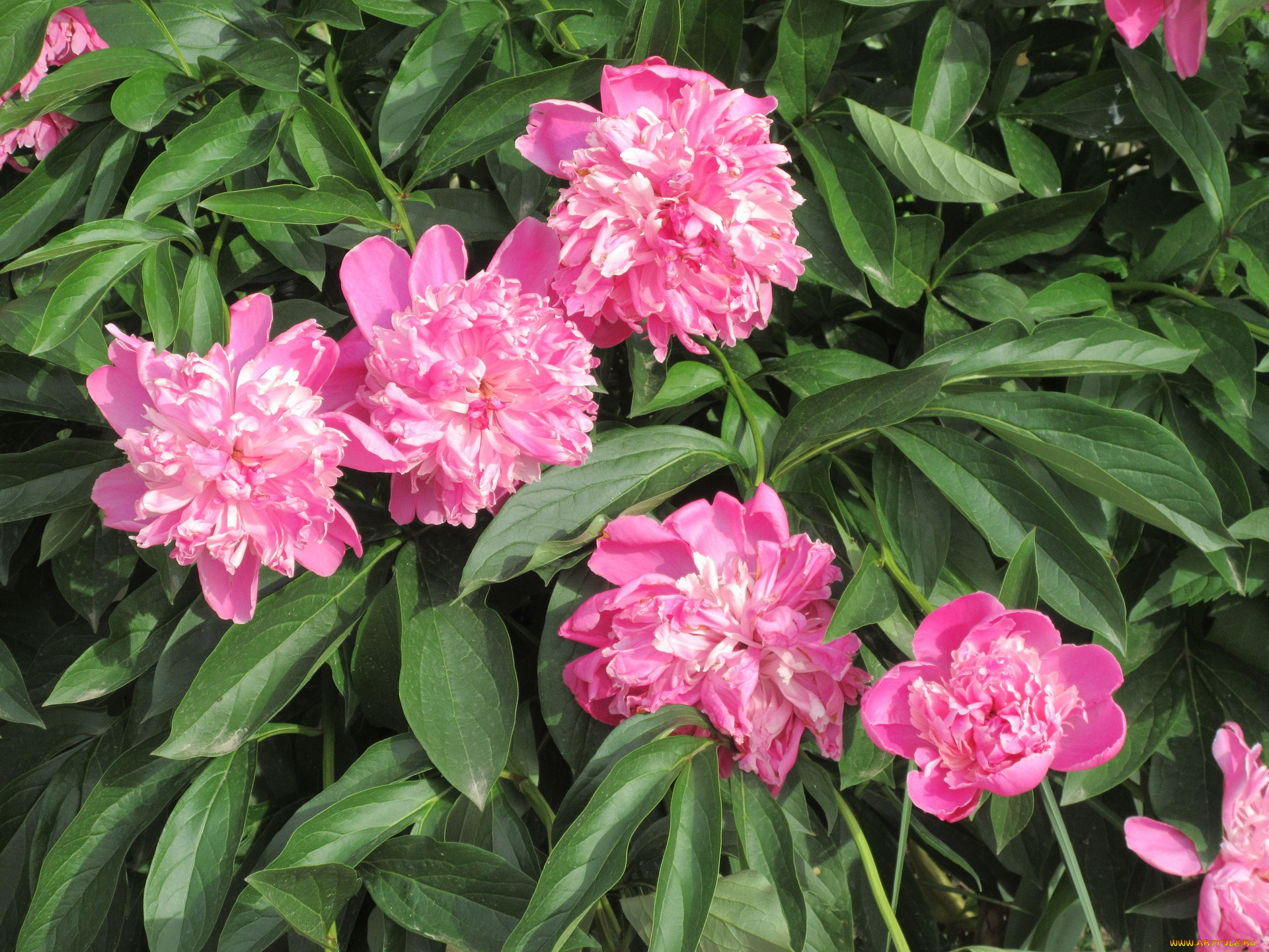 цветы, пионы, весна, 2018