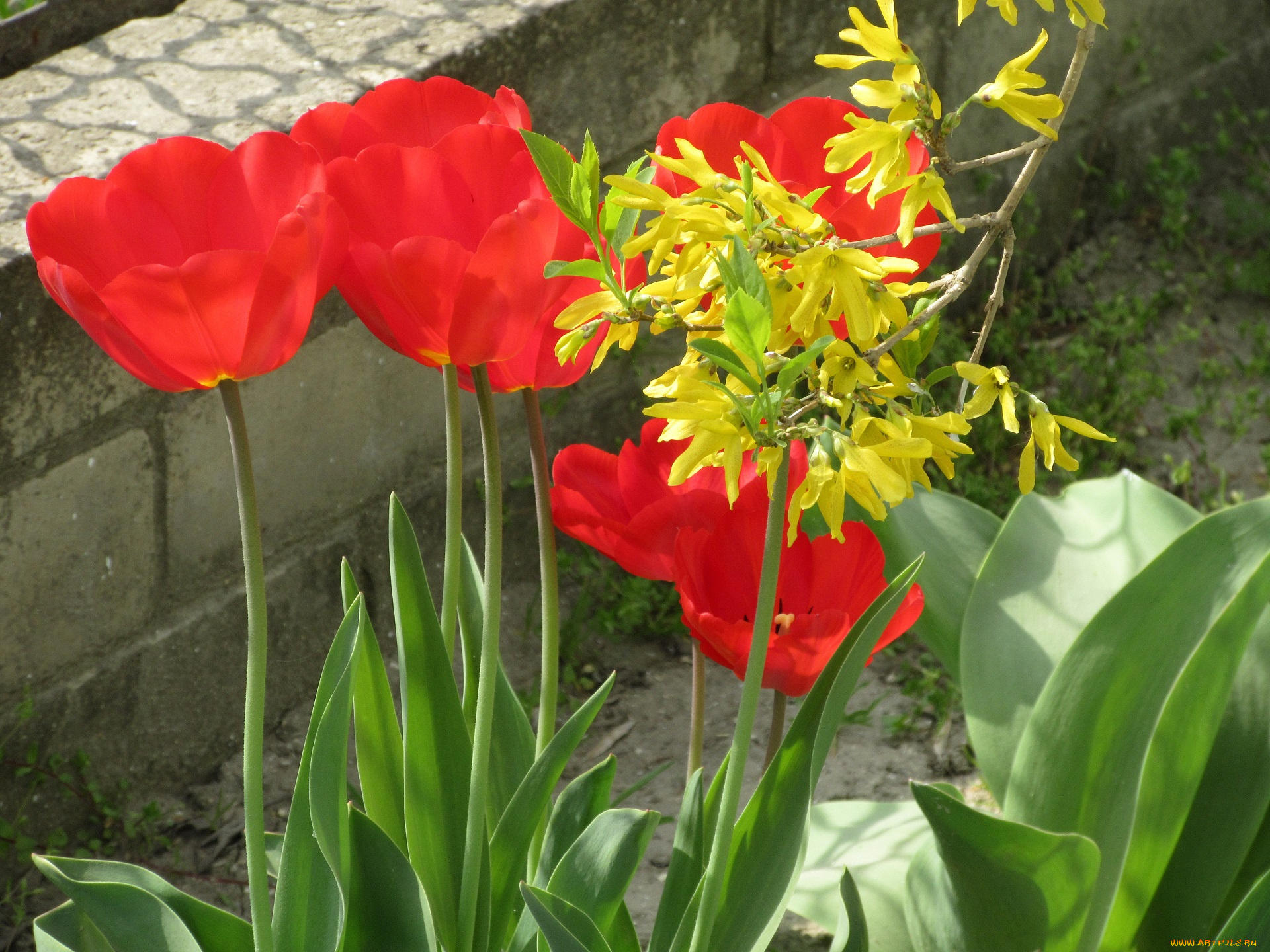 цветы, разные, вместе, весна, 2018