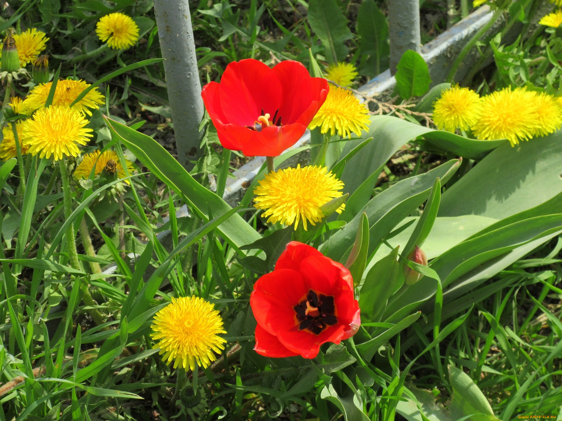 цветы, разные, вместе, весна, 2018