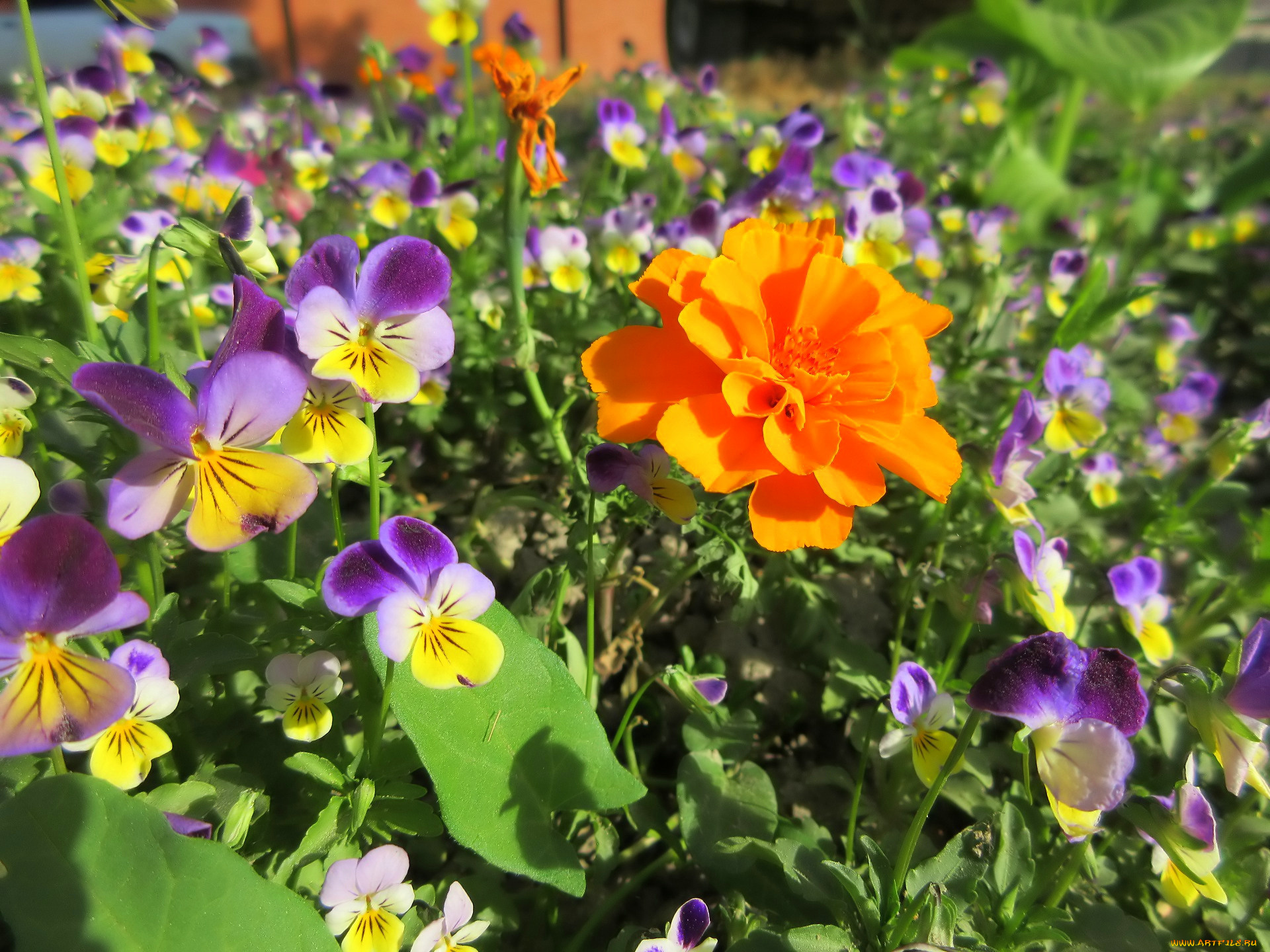 цветы, разные, вместе, весна, 2018