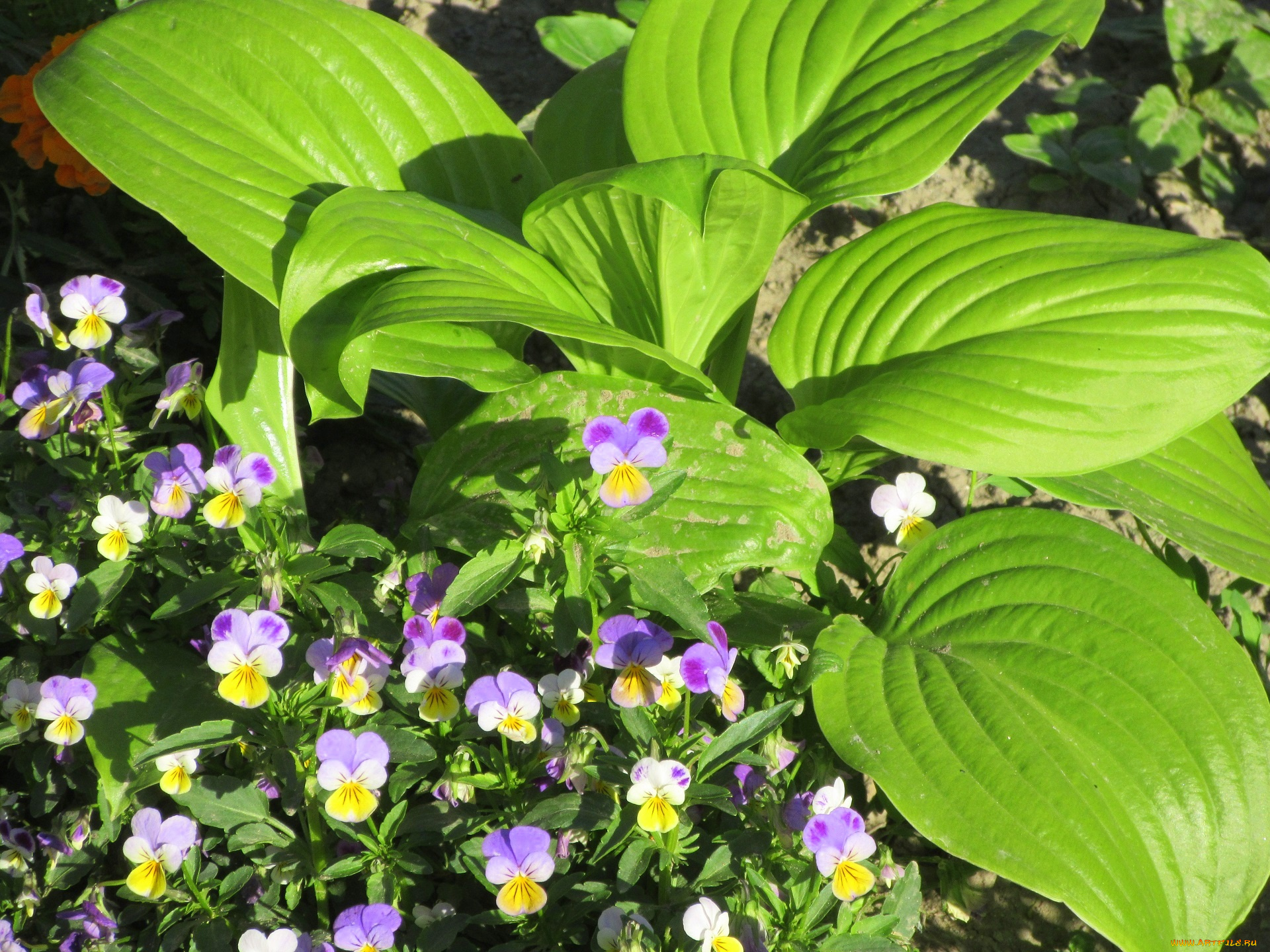 цветы, разные, вместе, весна, 2018