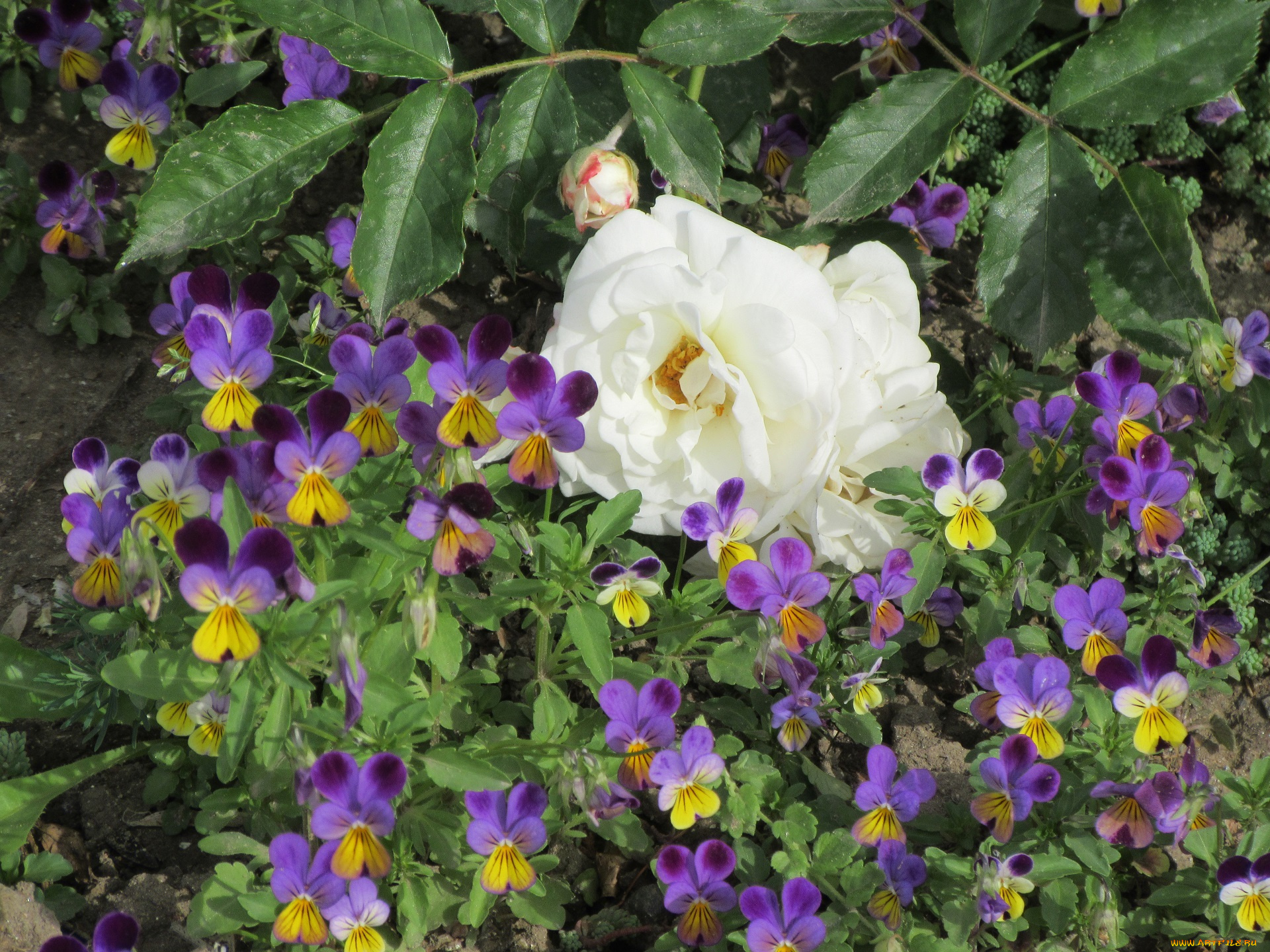 цветы, разные, вместе, весна, 2018