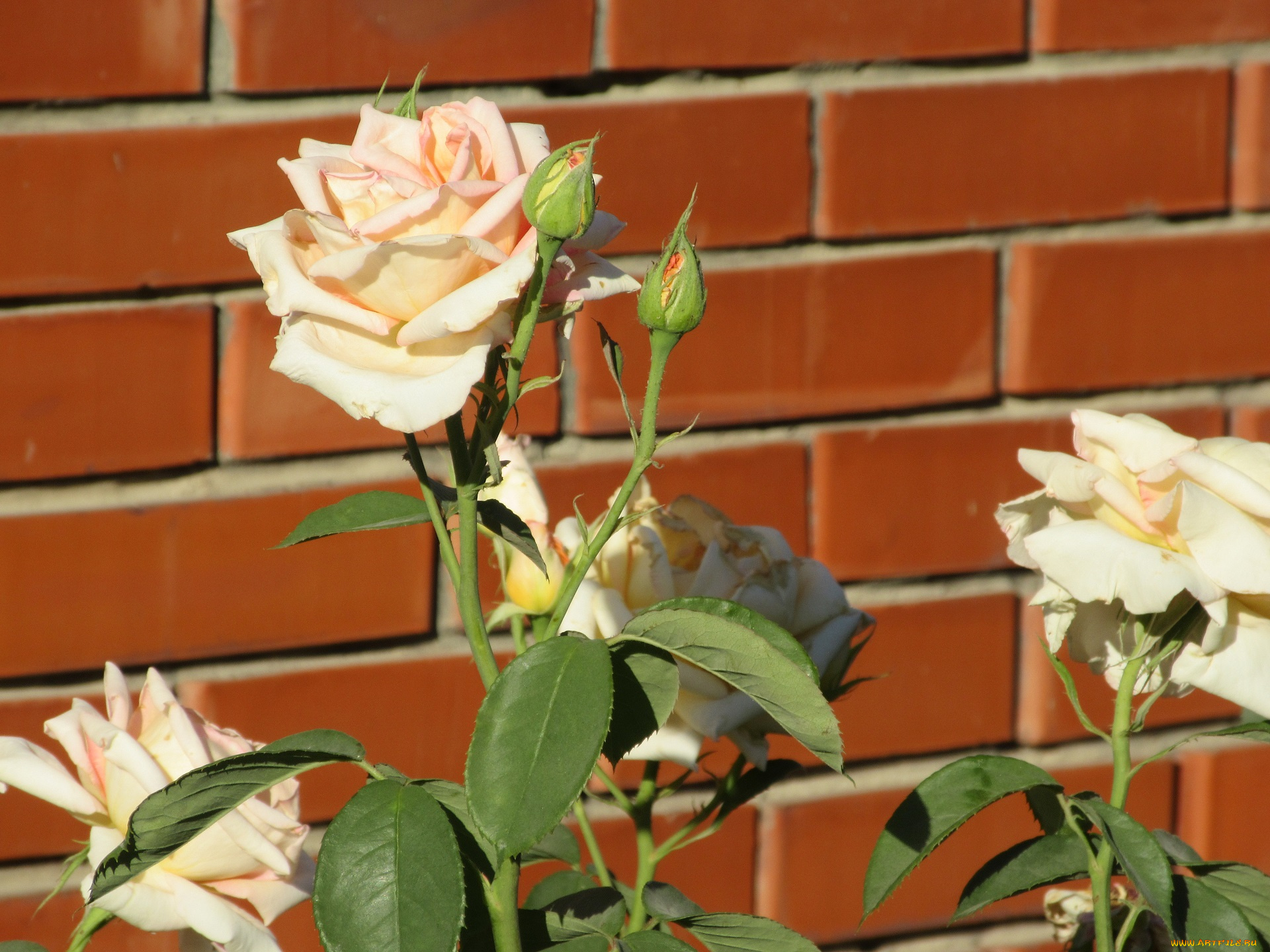 цветы, розы, лето, 2018