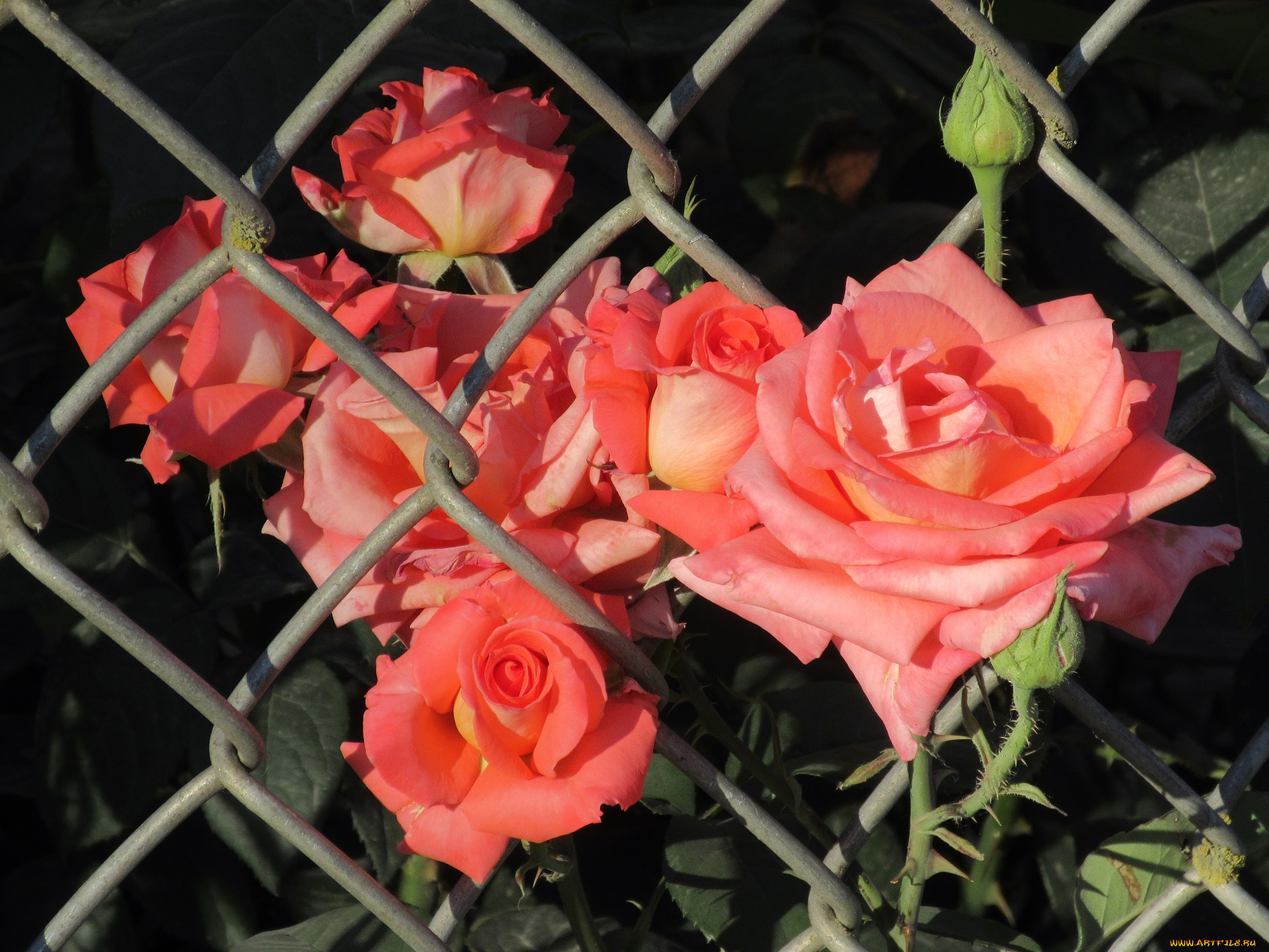 цветы, розы, лето, 2018