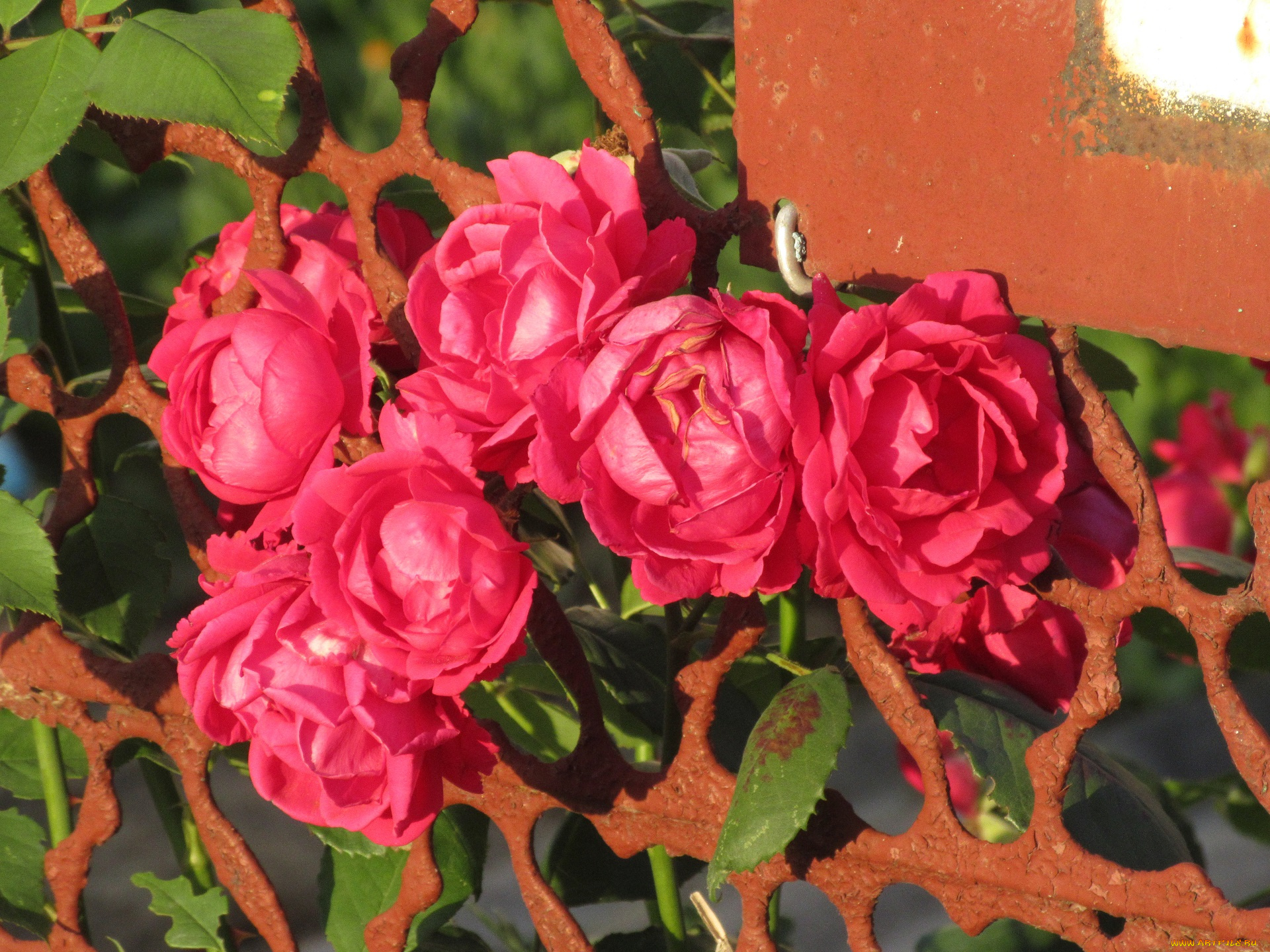 цветы, розы, лето, 2018