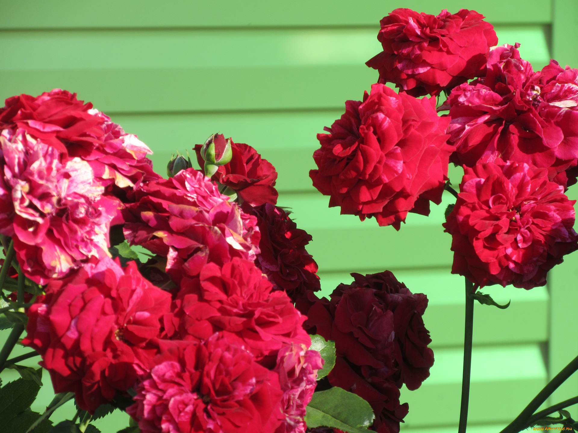 цветы, розы, лето, 2018