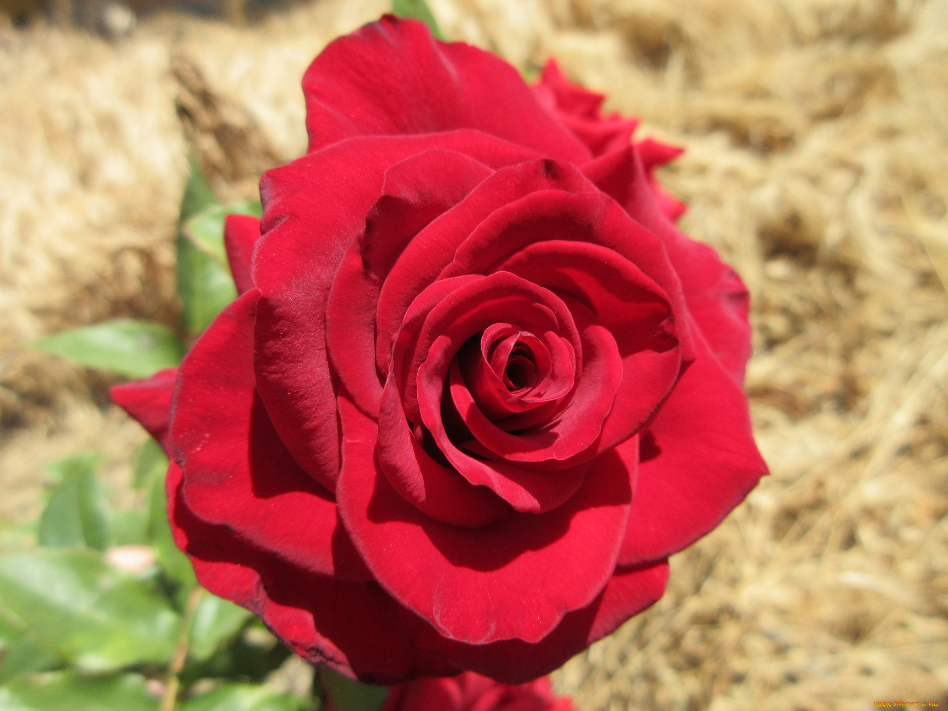 цветы, розы, лето, 2018