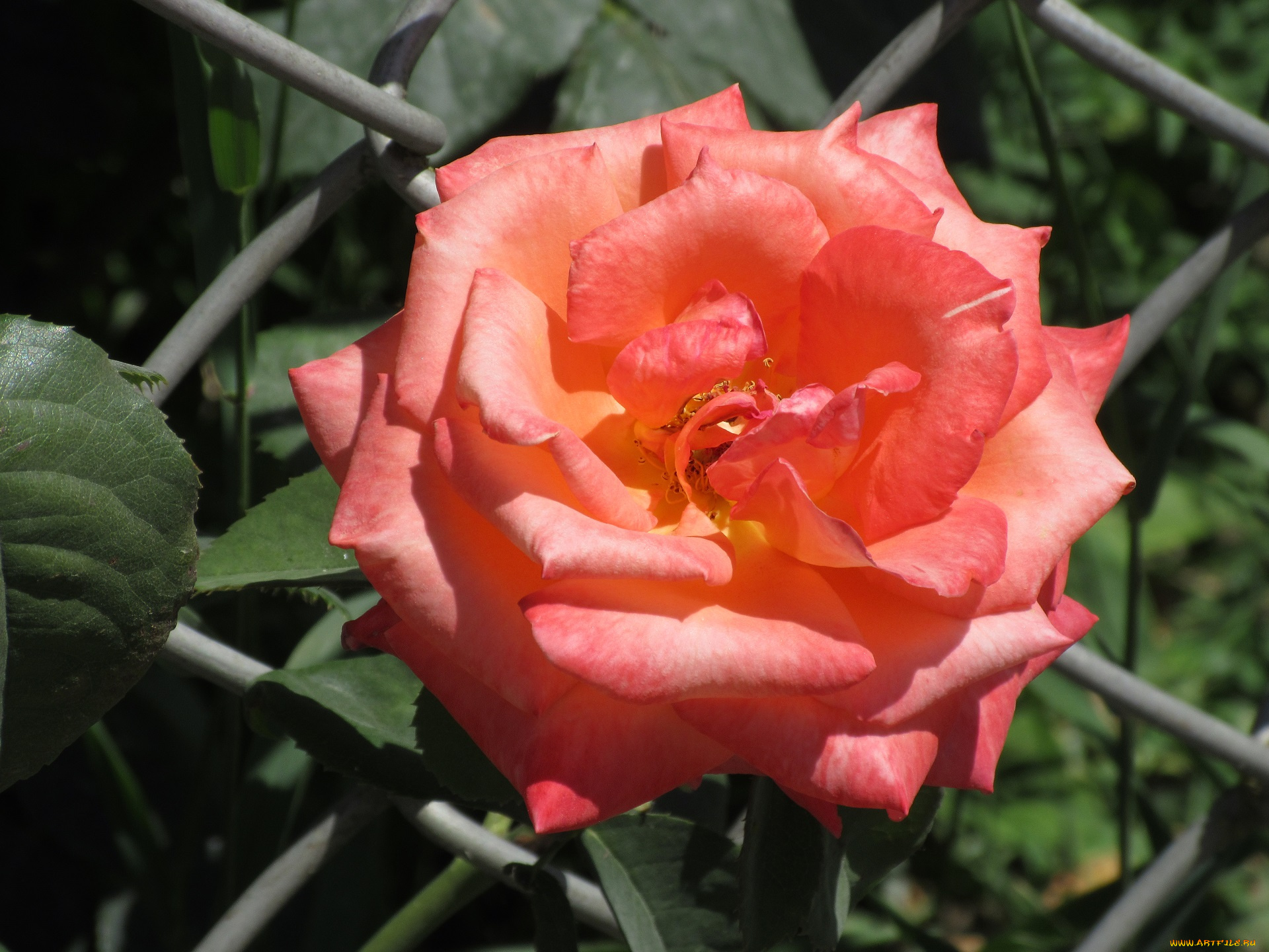 цветы, розы, лето, 2018