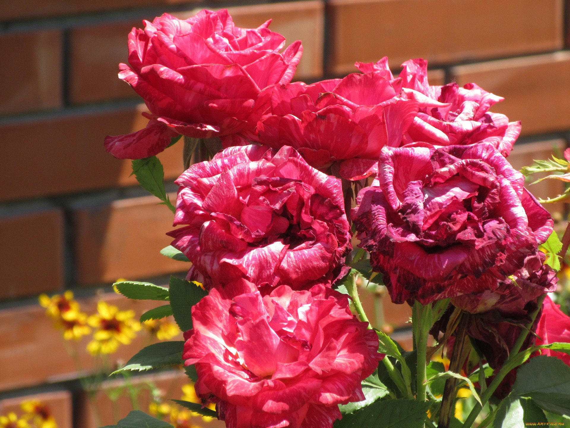 цветы, розы, лето, 2018