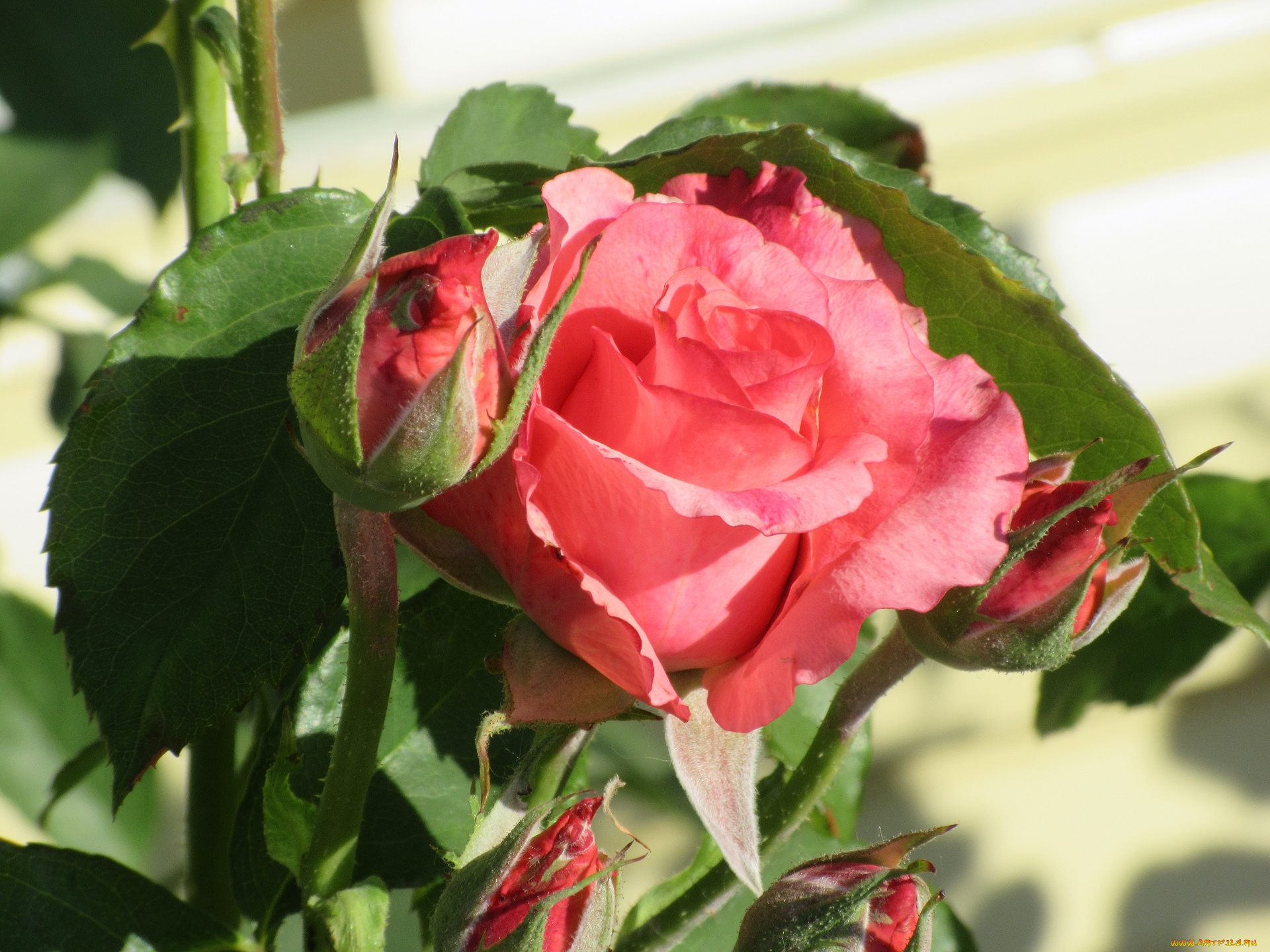 цветы, розы, лето, 2018