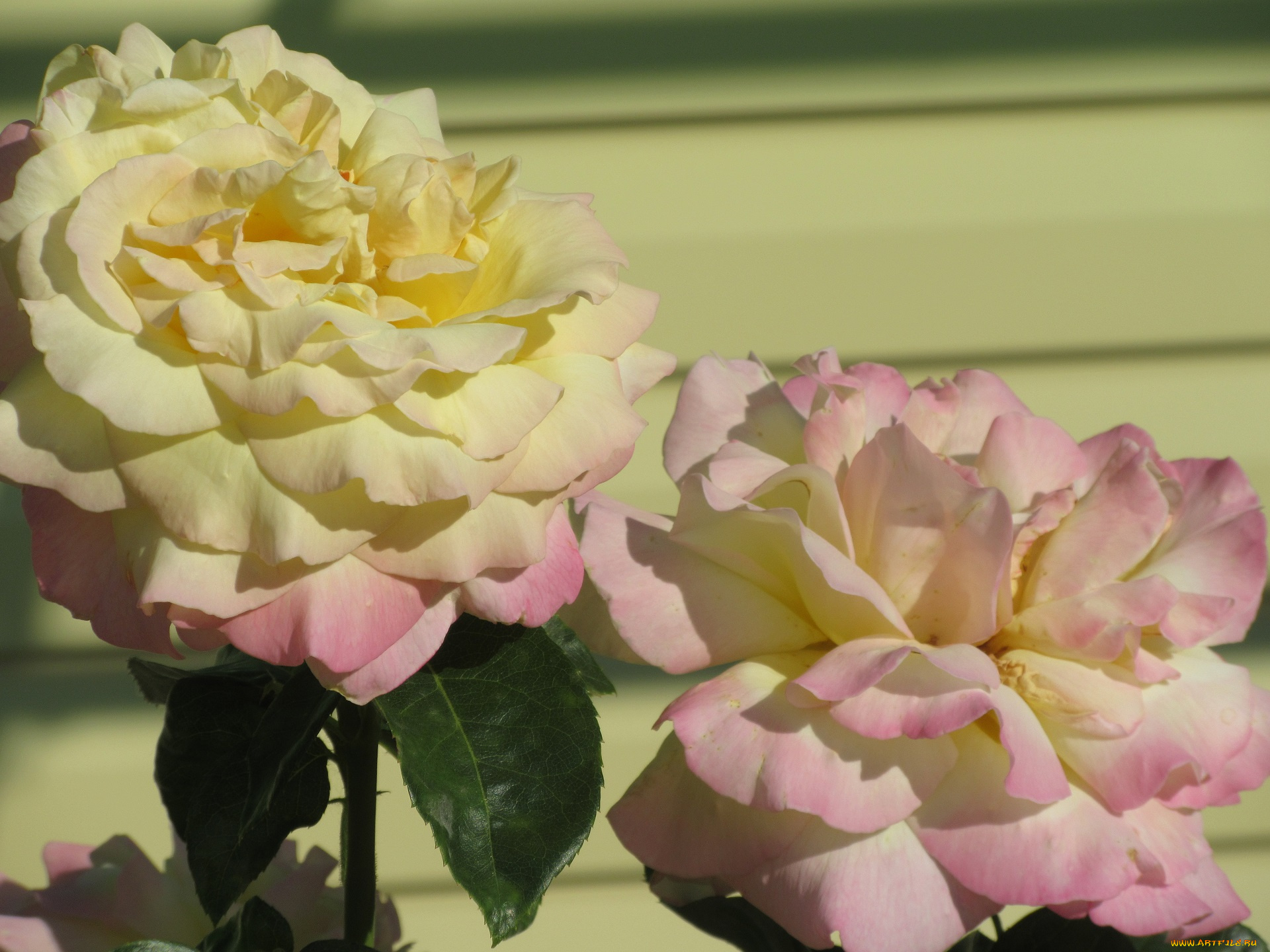 цветы, розы, лето, 2018